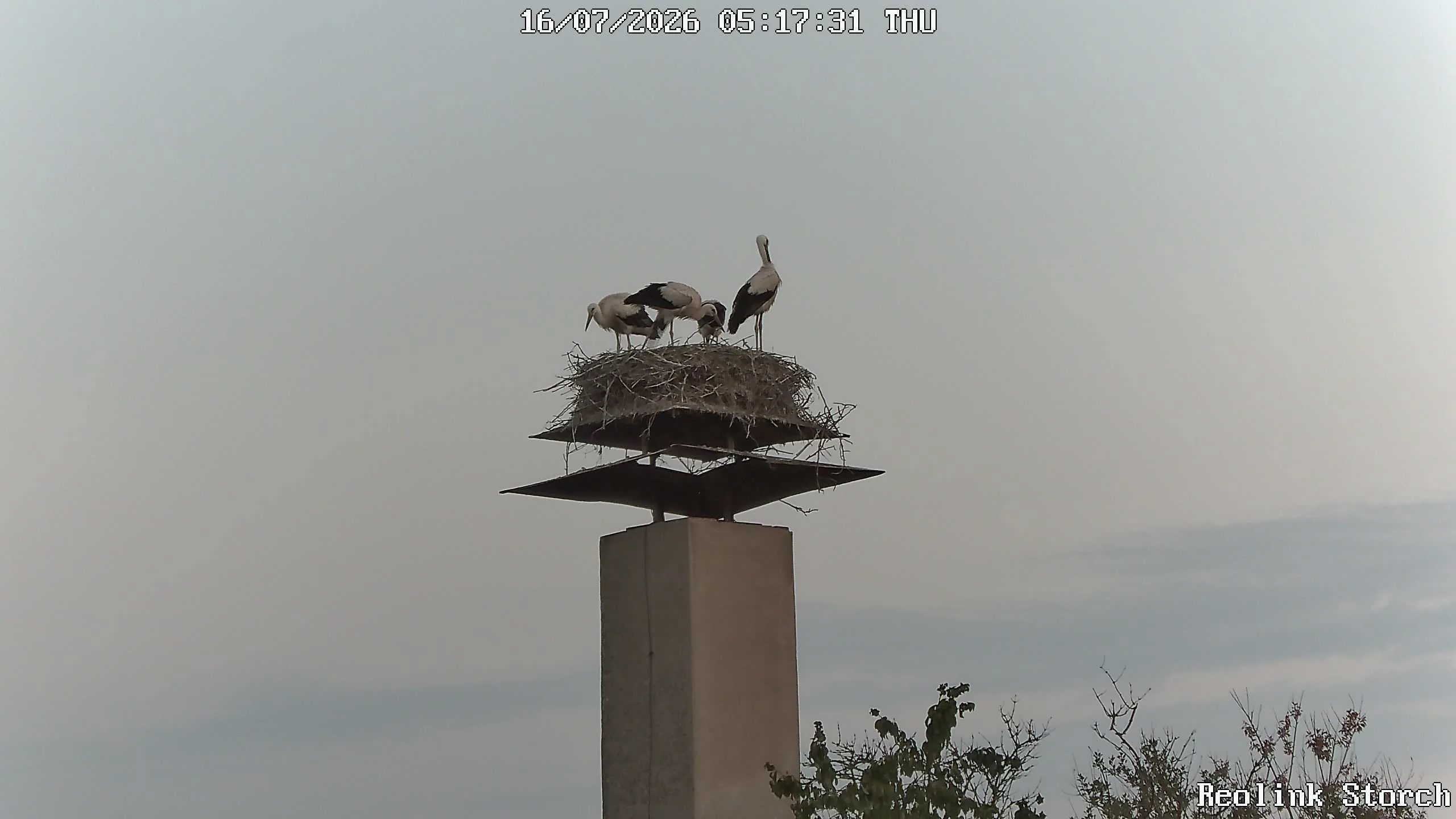 Storchencam Bild