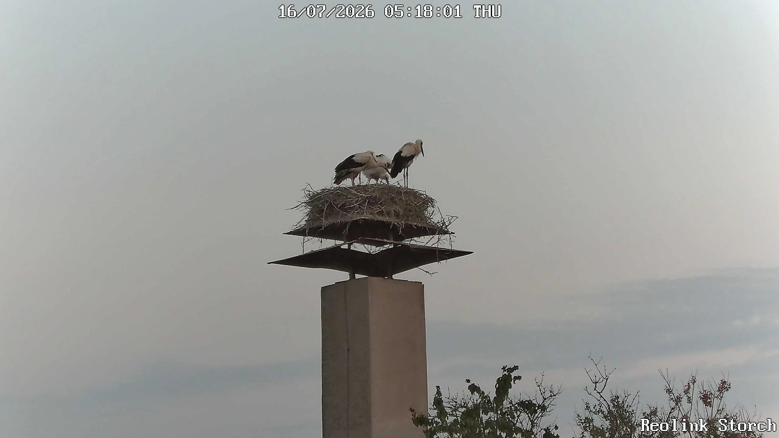 Storchencam Bild