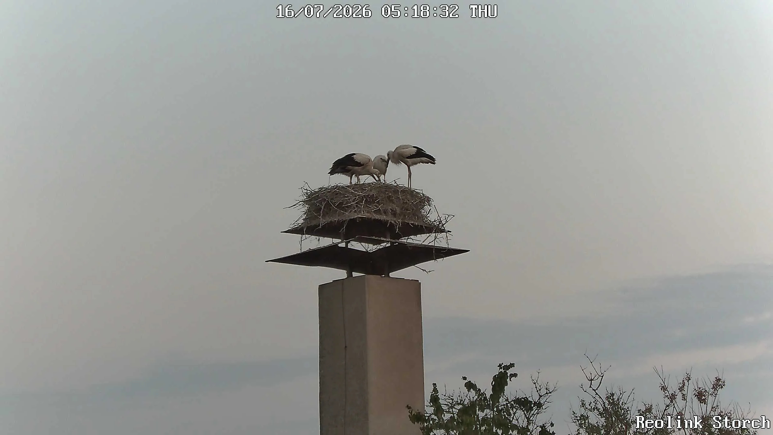 Storchencam Bild