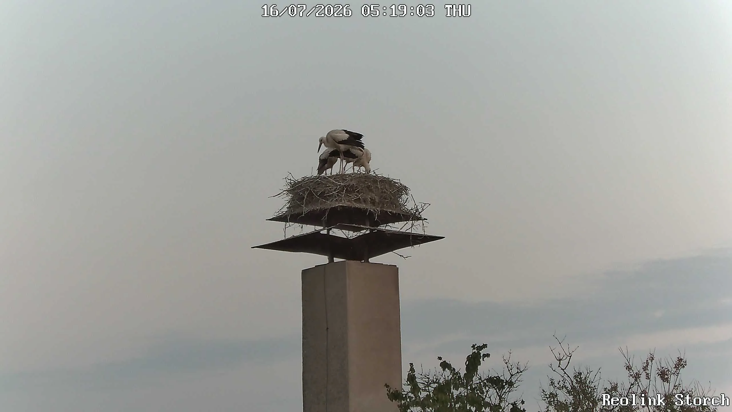 Storchencam Bild