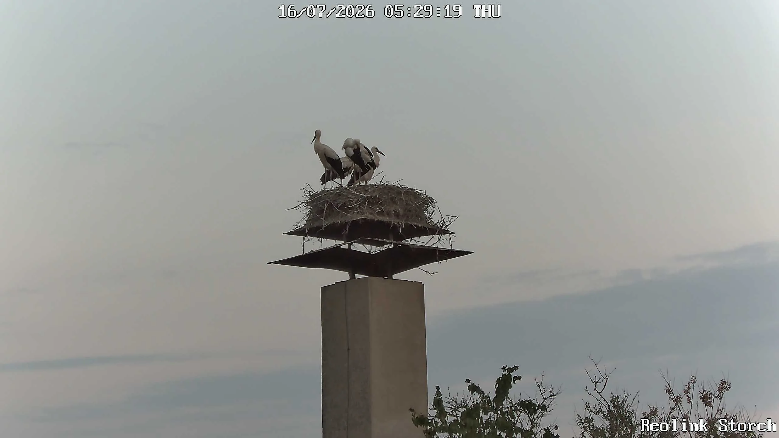 Storchencam Bild
