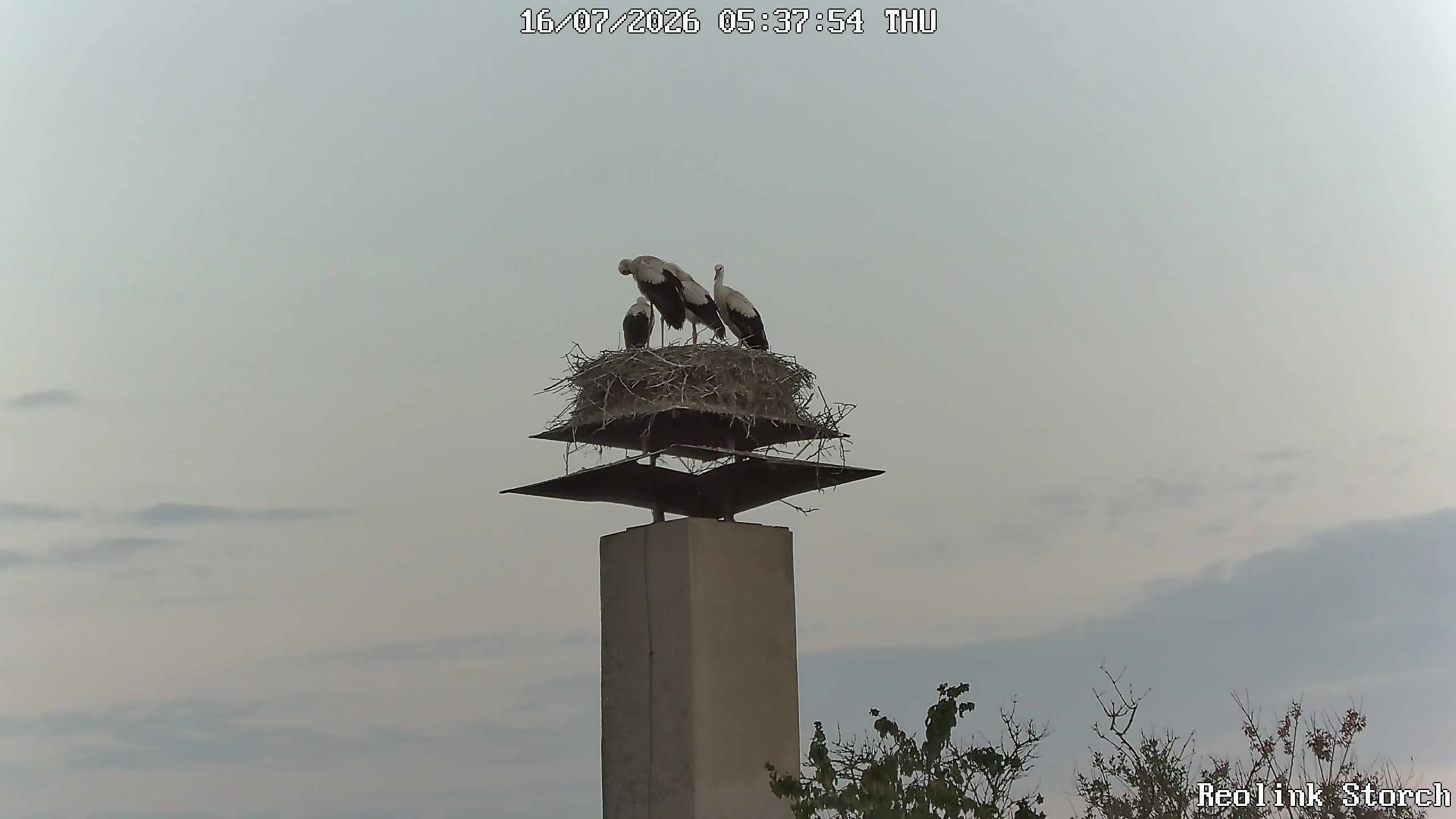 Storchencam Bild