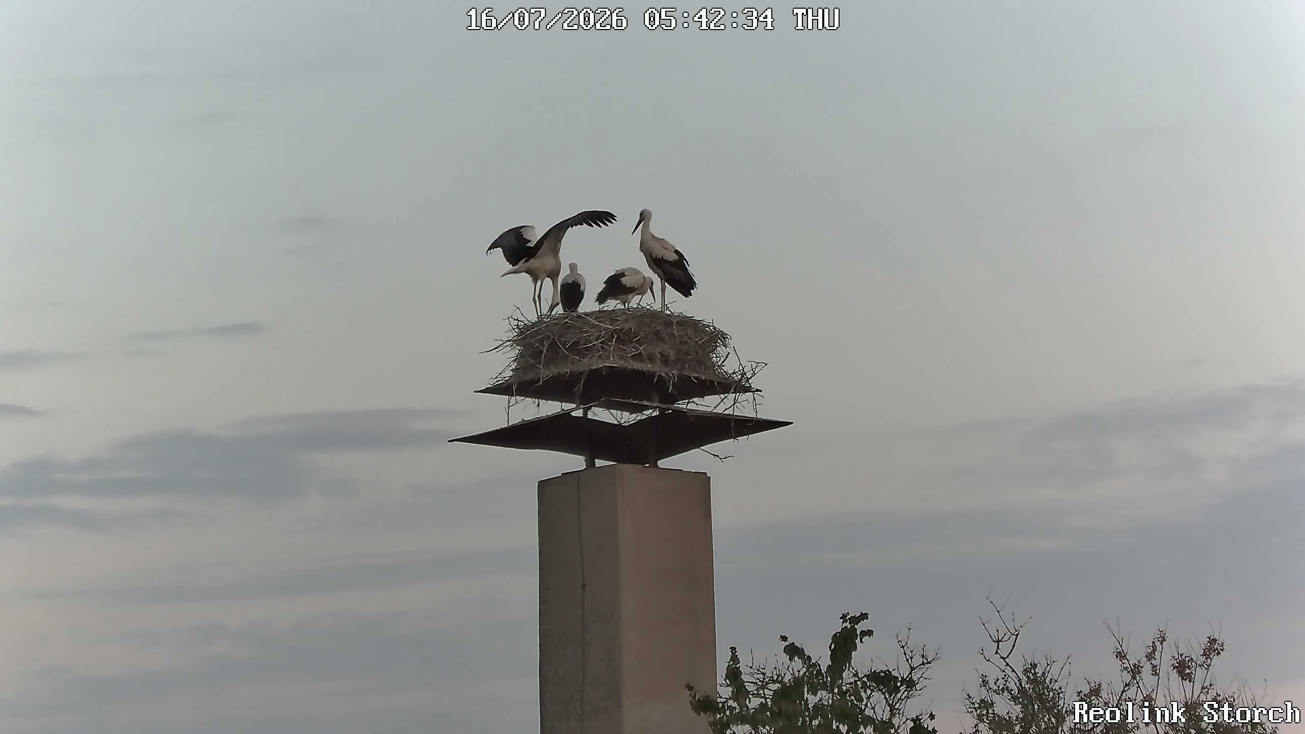 Storchencam Bild