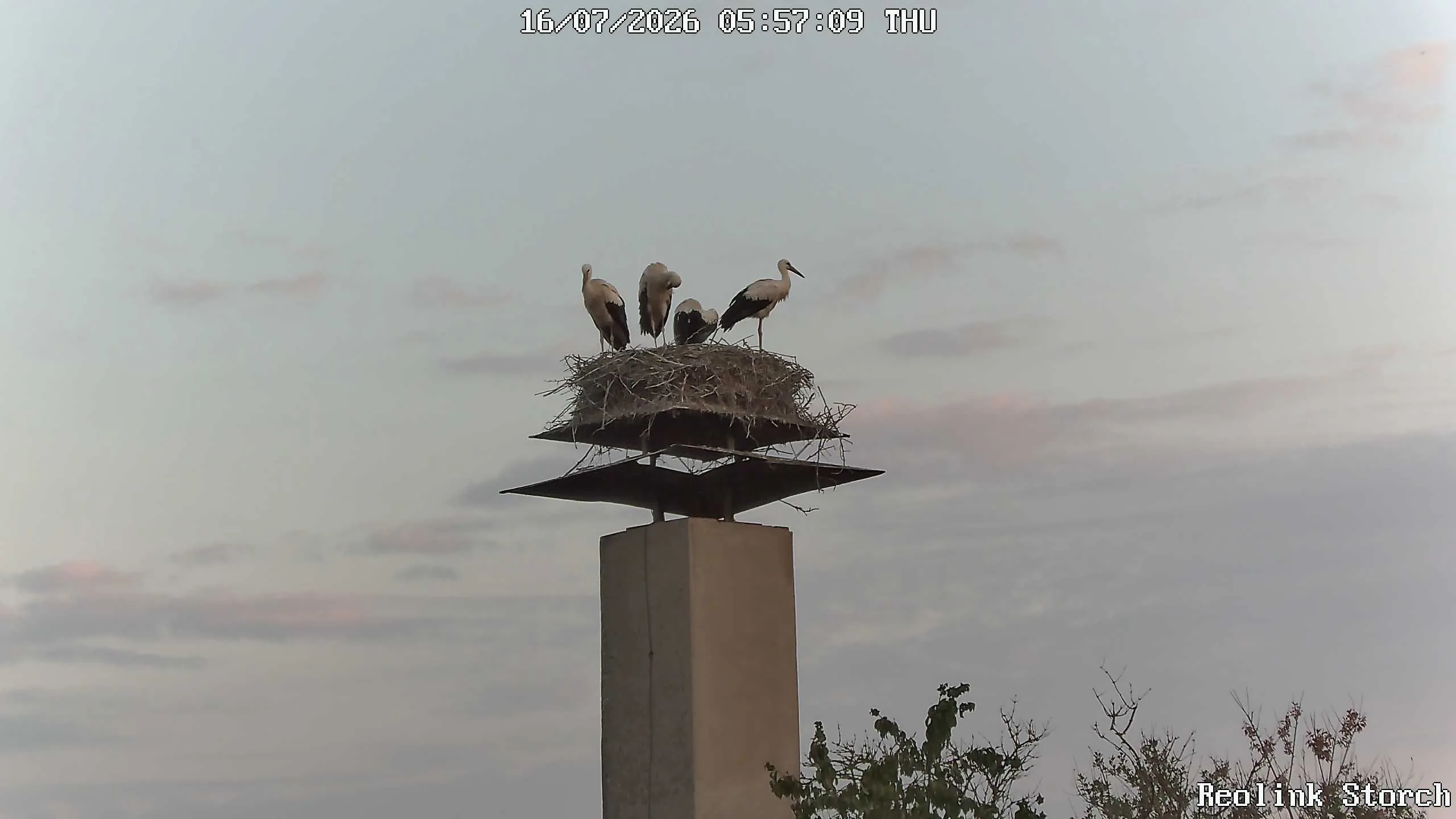 Storchencam Bild