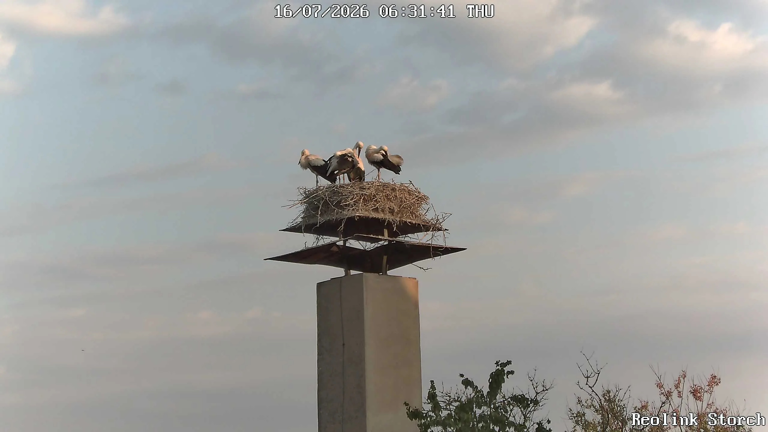 Storchencam Bild