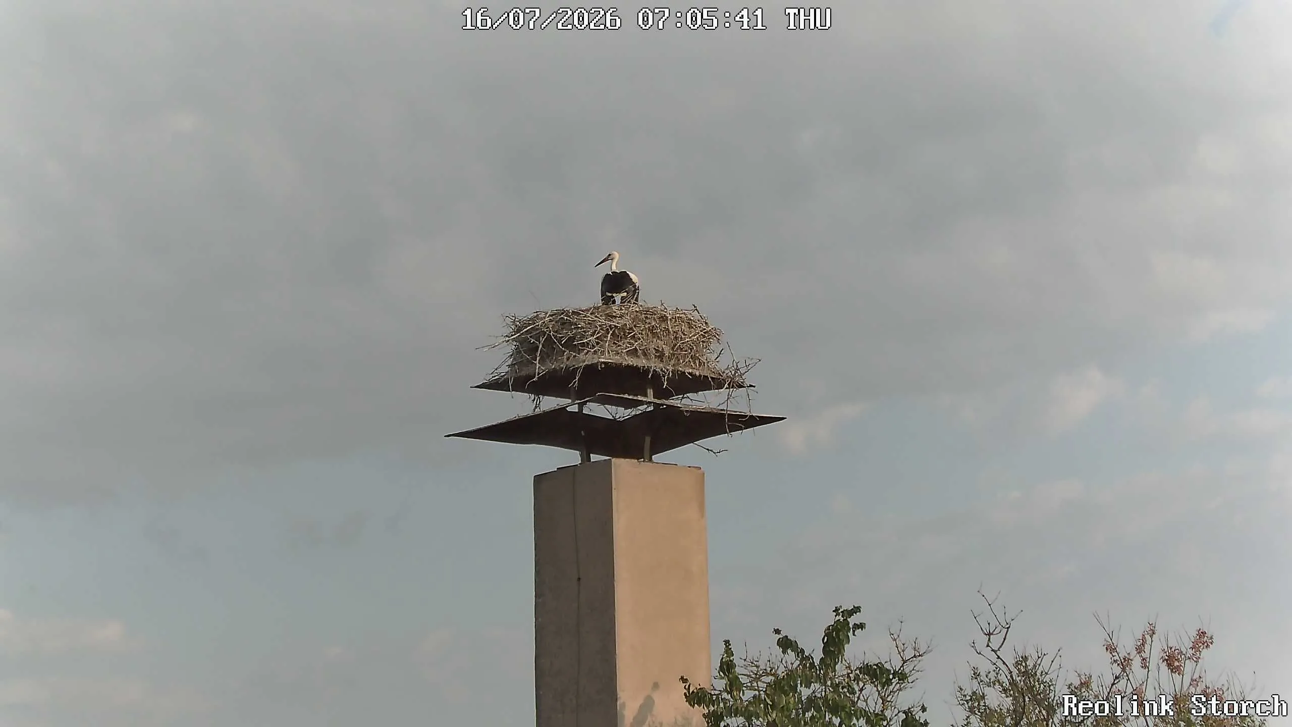 Storchencam Bild