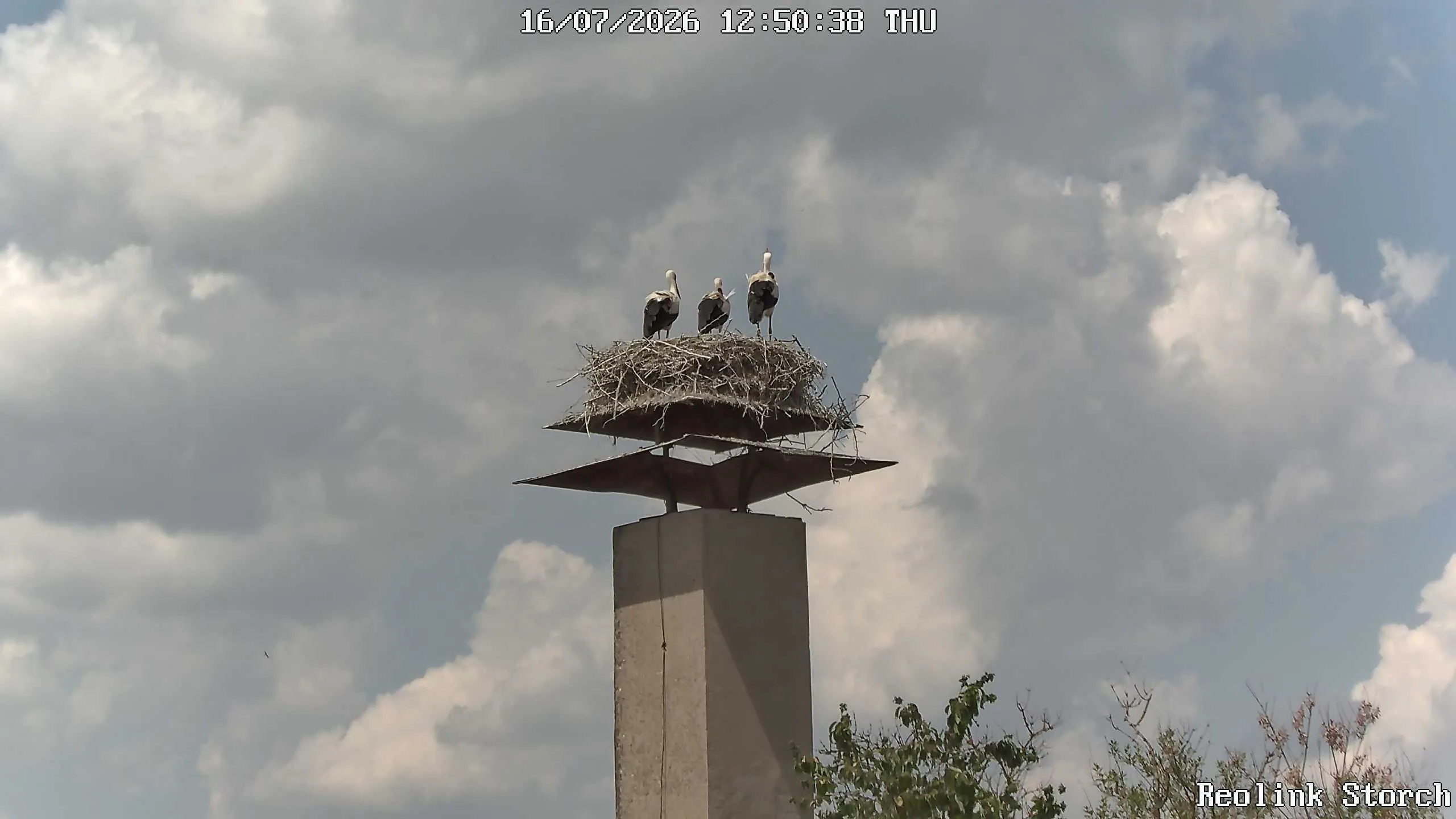 Storchencam Bild