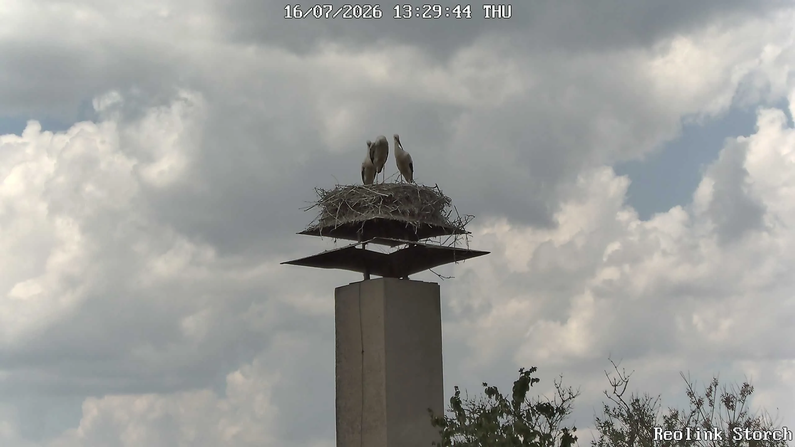 Storchencam Bild