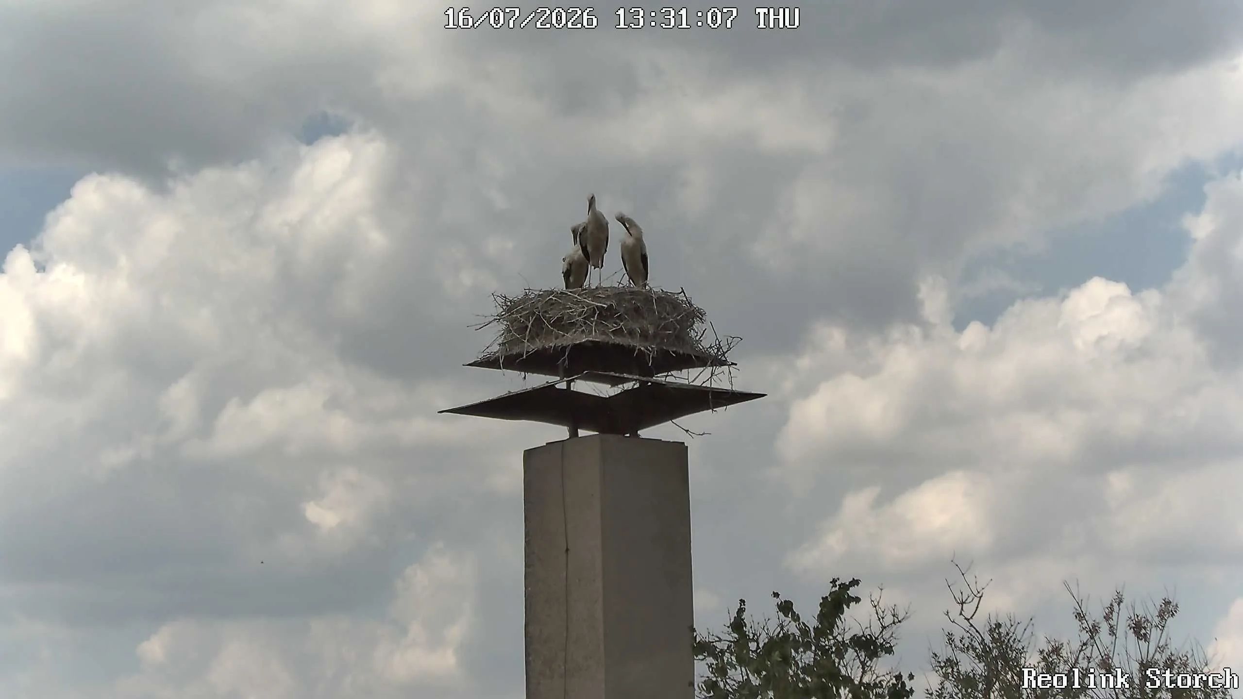 Storchencam Bild