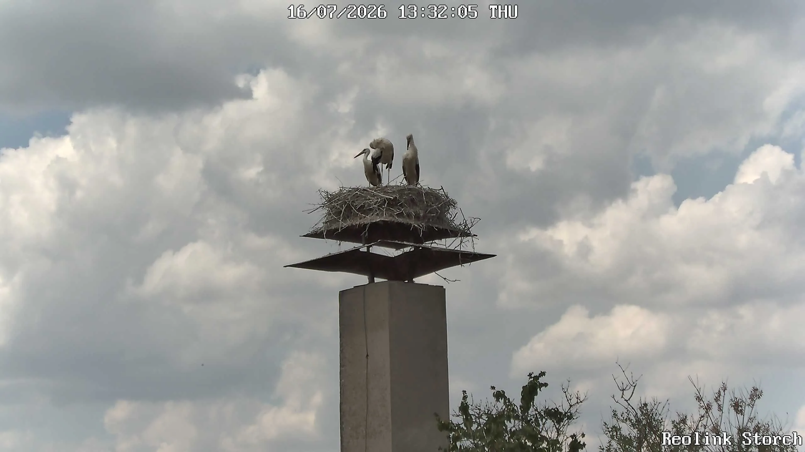 Storchencam Bild
