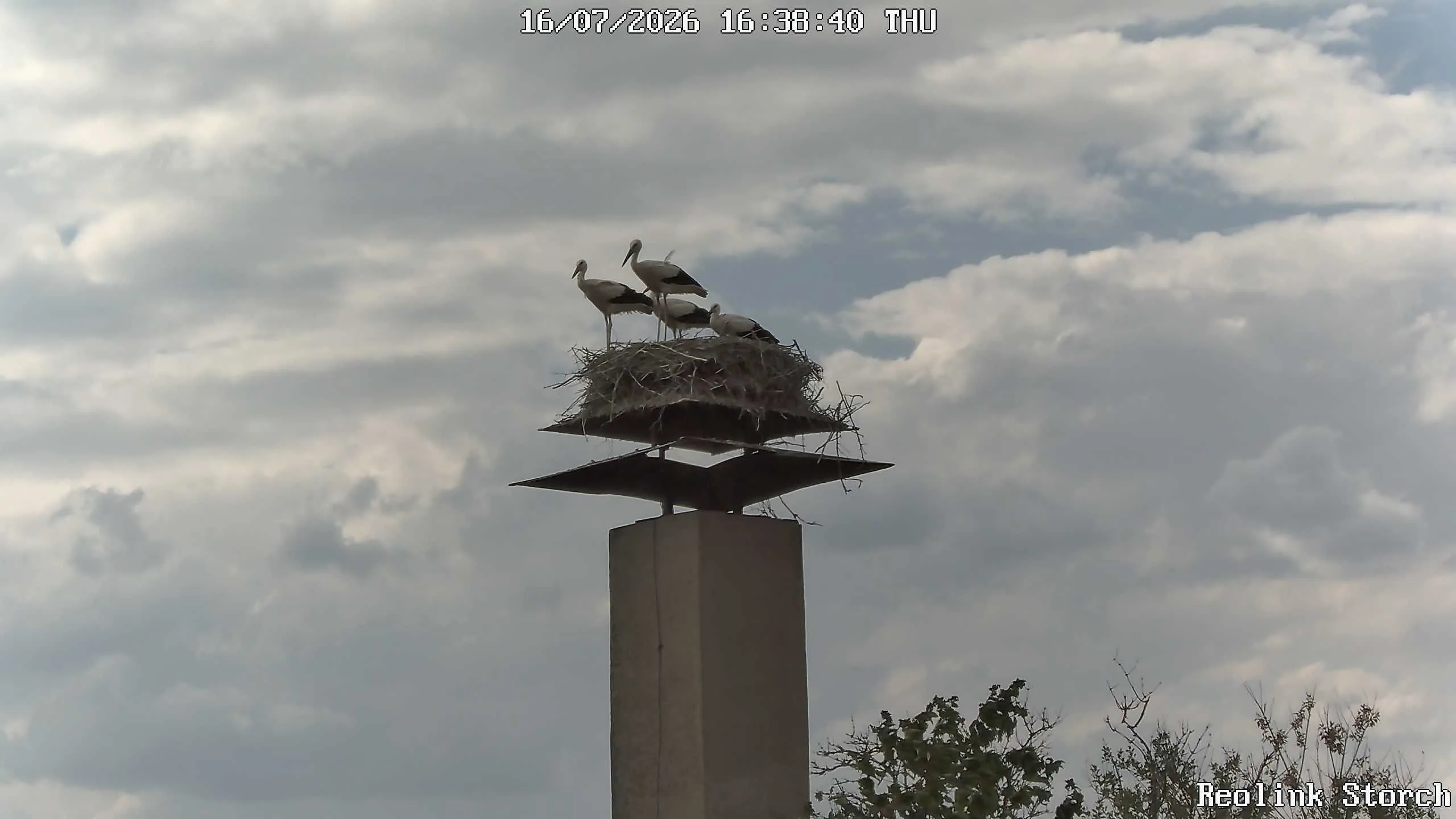 Storchencam Bild