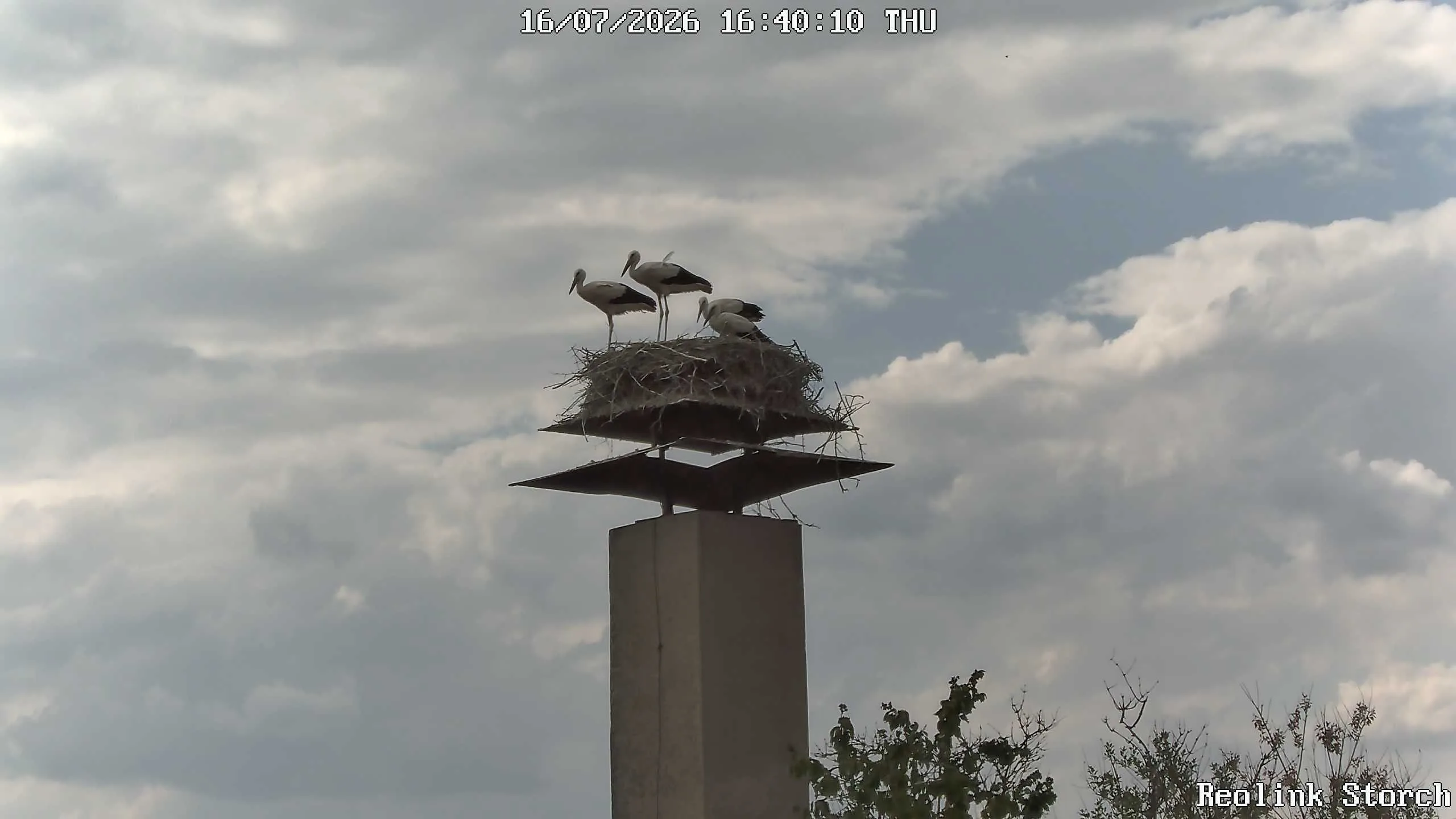 Storchencam Bild