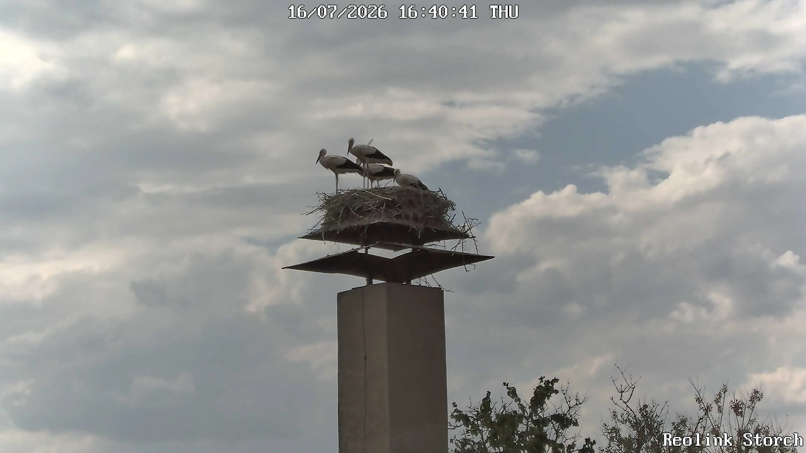 Storchencam Bild