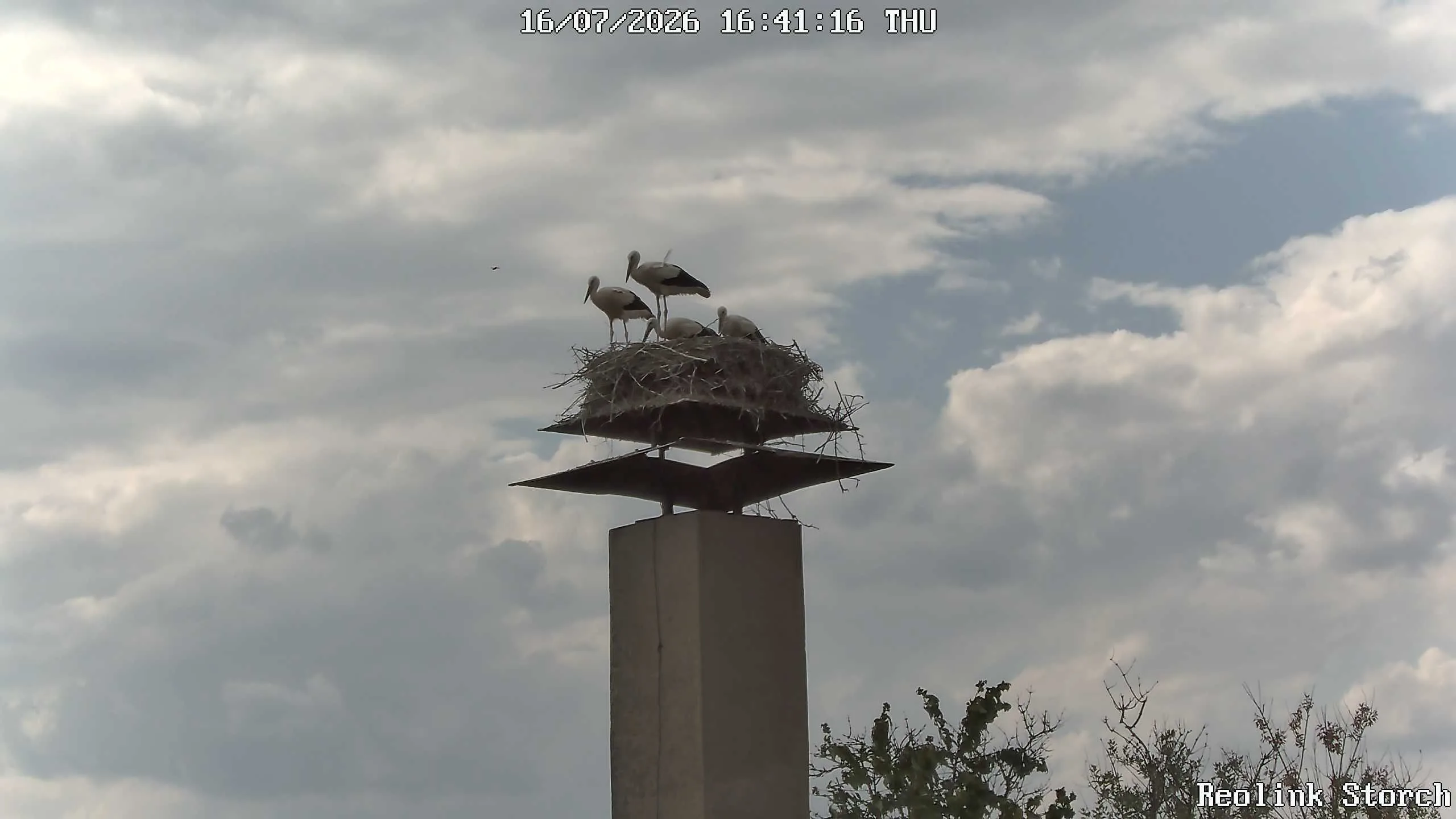 Storchencam Bild