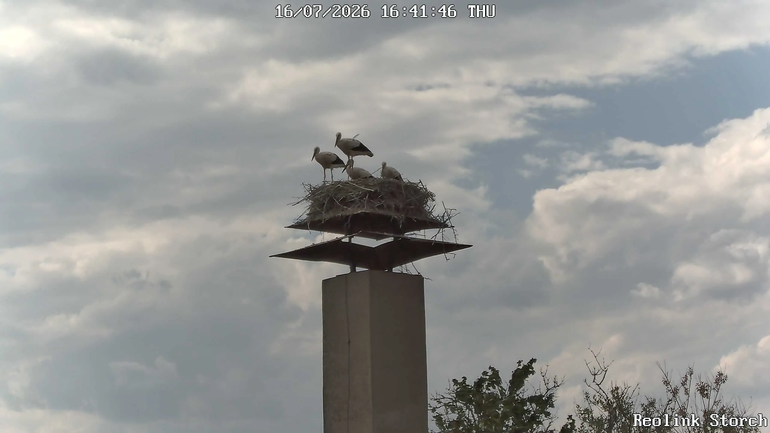 Storchencam Bild