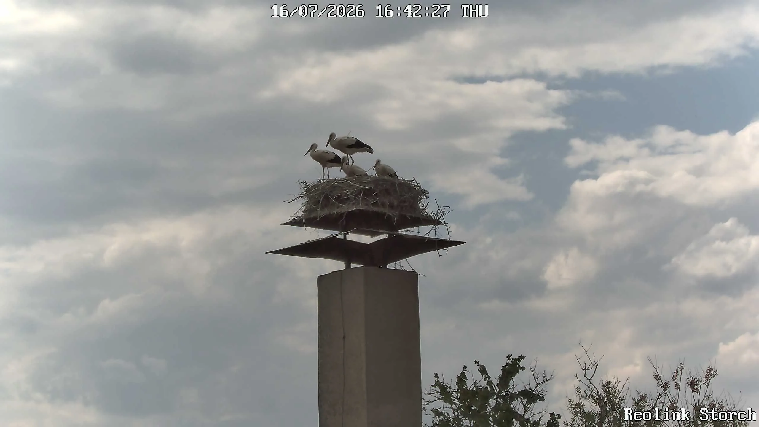 Storchencam Bild