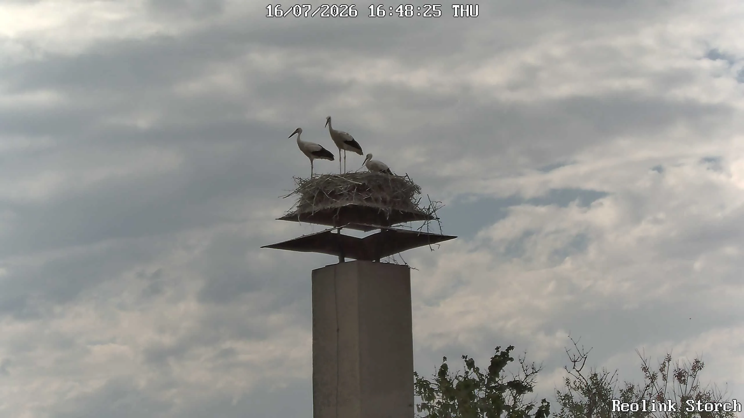 Storchencam Bild