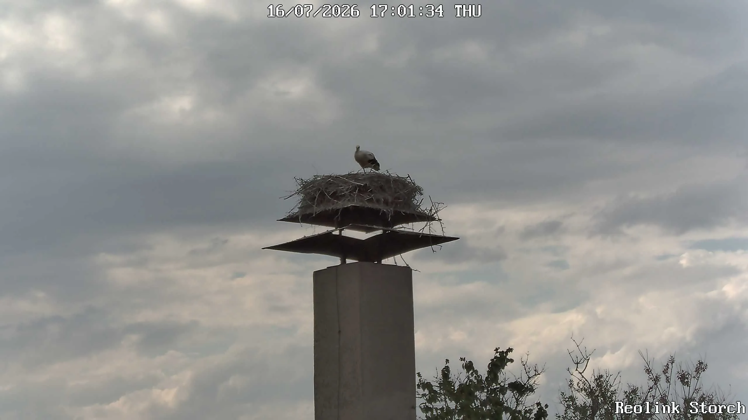 Storchencam Bild