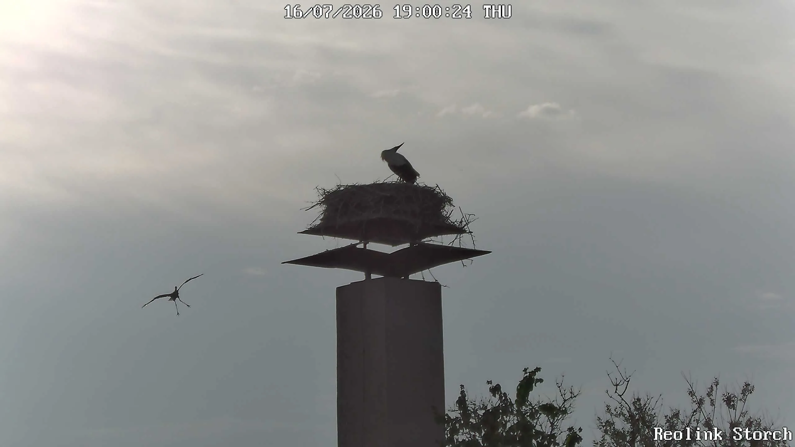 Storchencam Bild