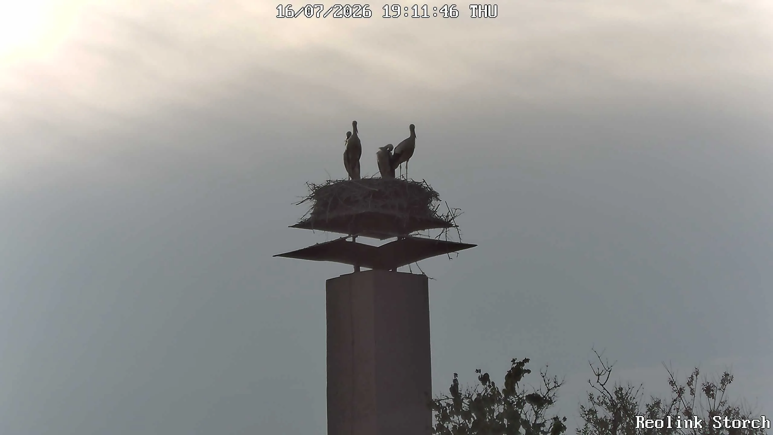 Storchencam Bild