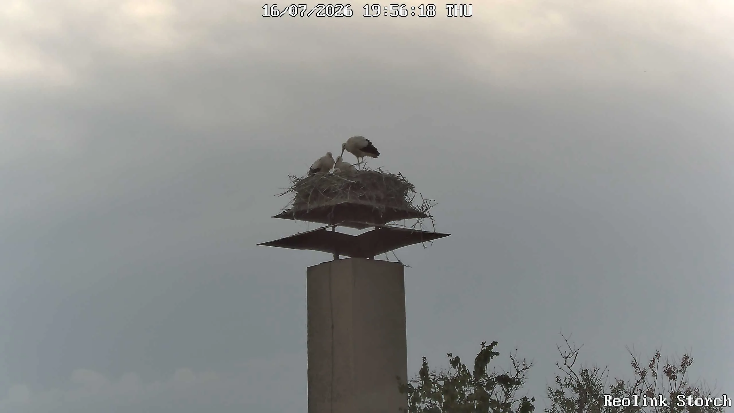 Storchencam Bild