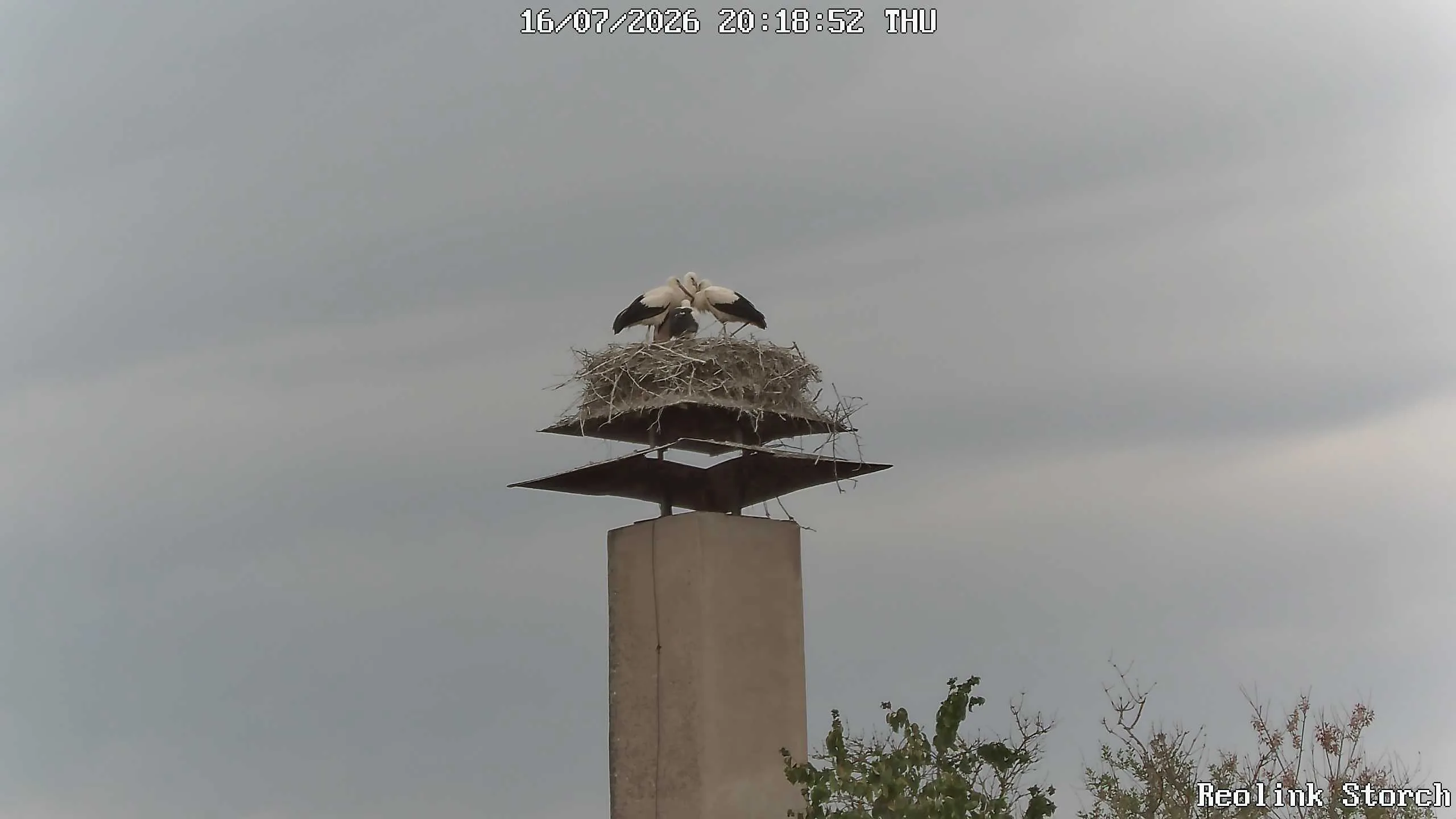 Storchencam Bild