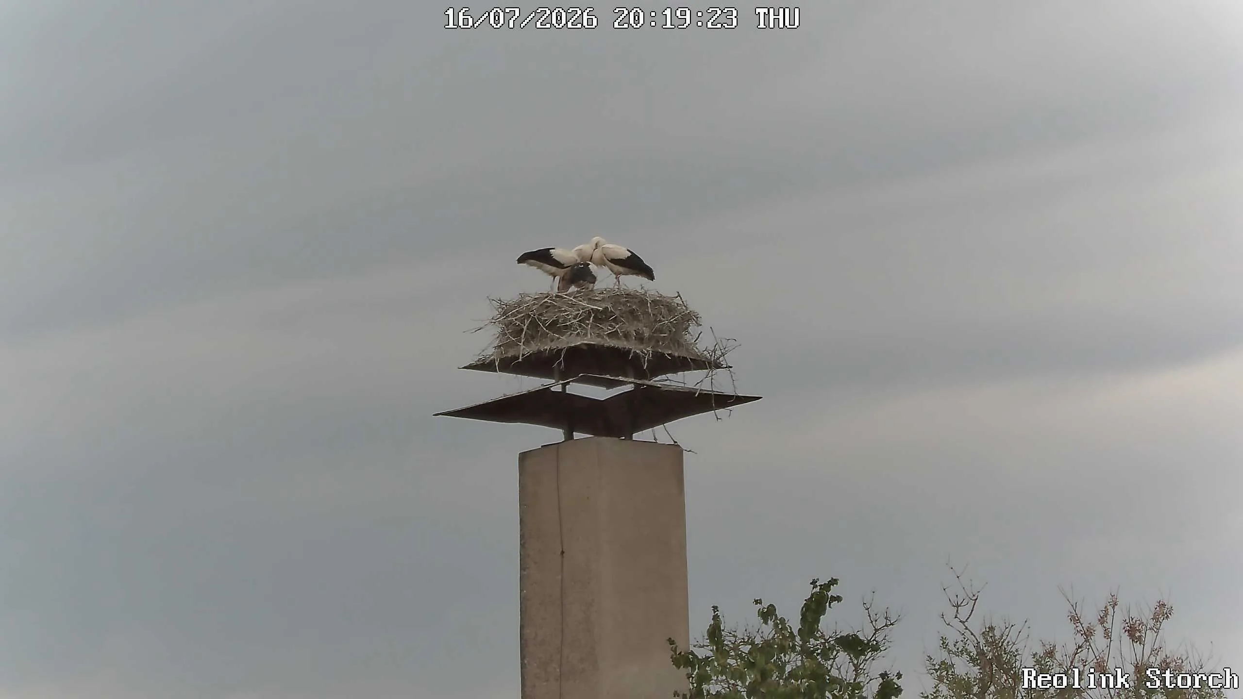 Storchencam Bild