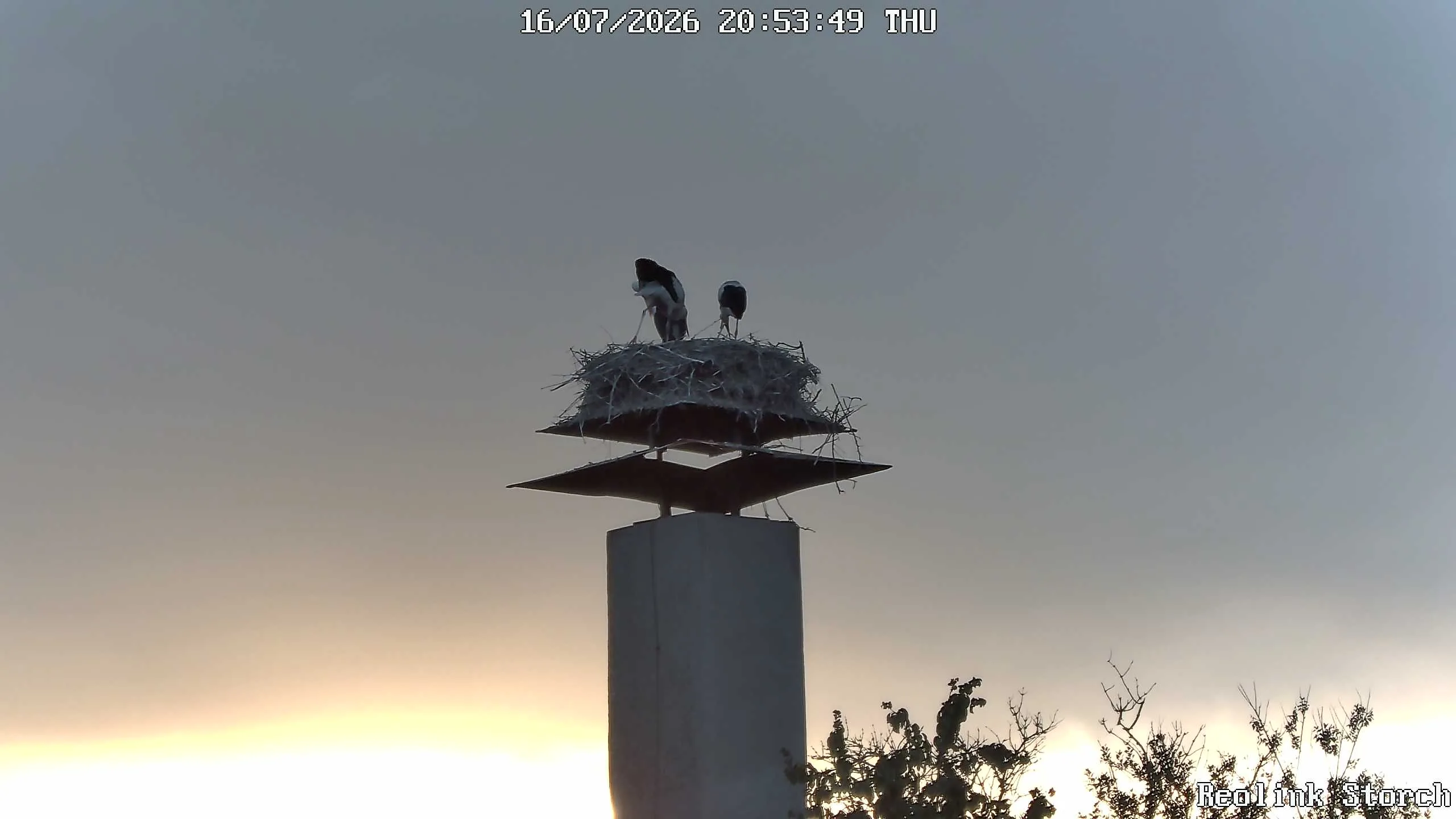 Storchencam Bild