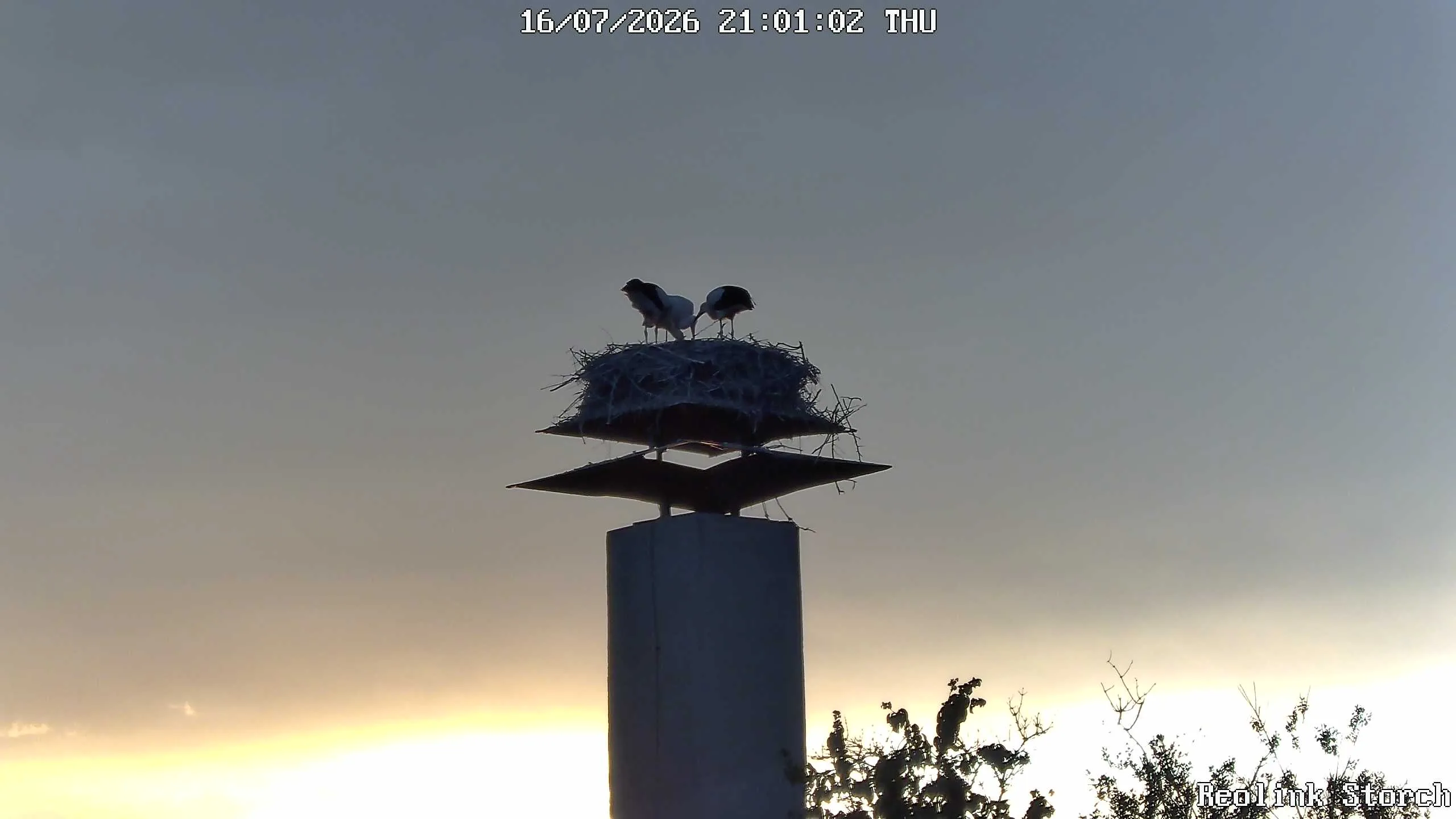 Storchencam Bild