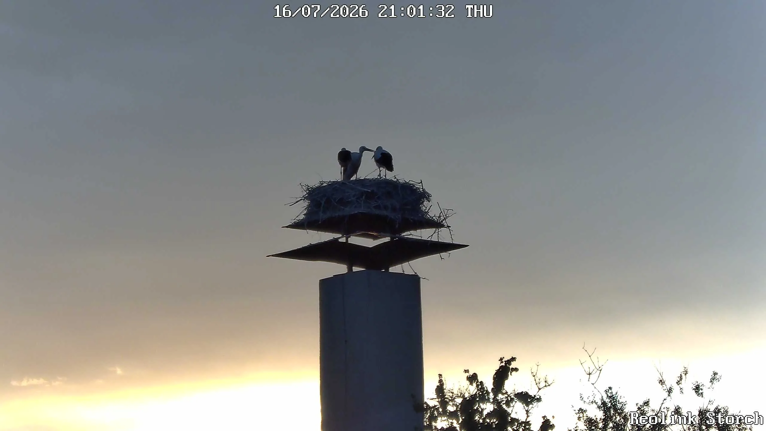 Storchencam Bild