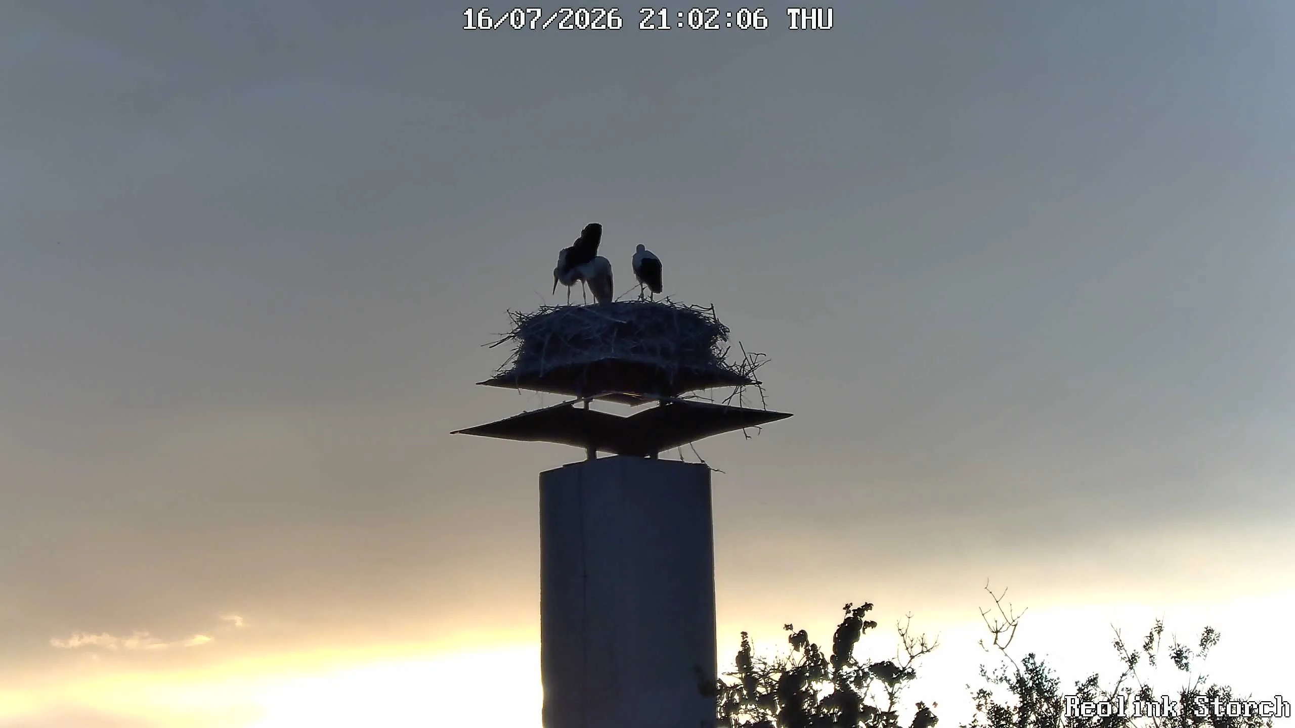Storchencam Bild