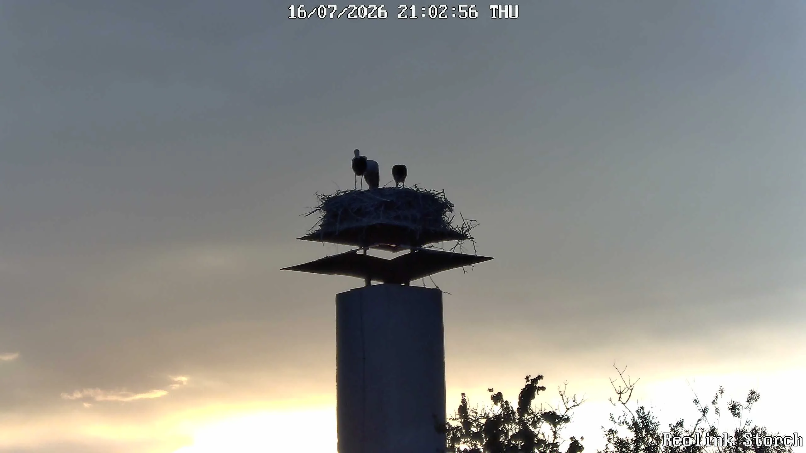 Storchencam Bild