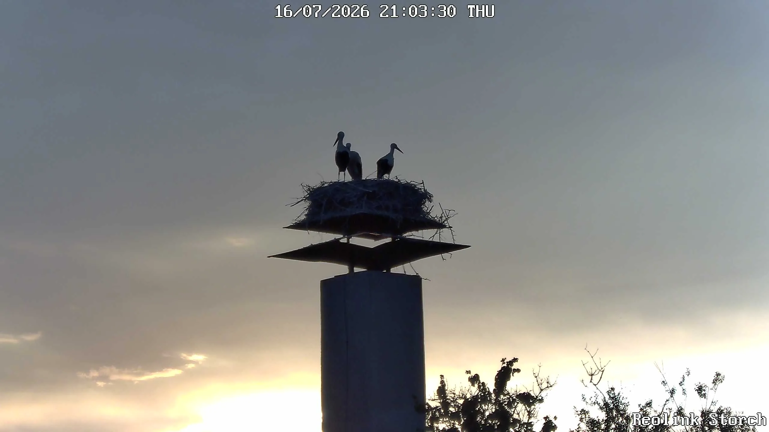 Storchencam Bild