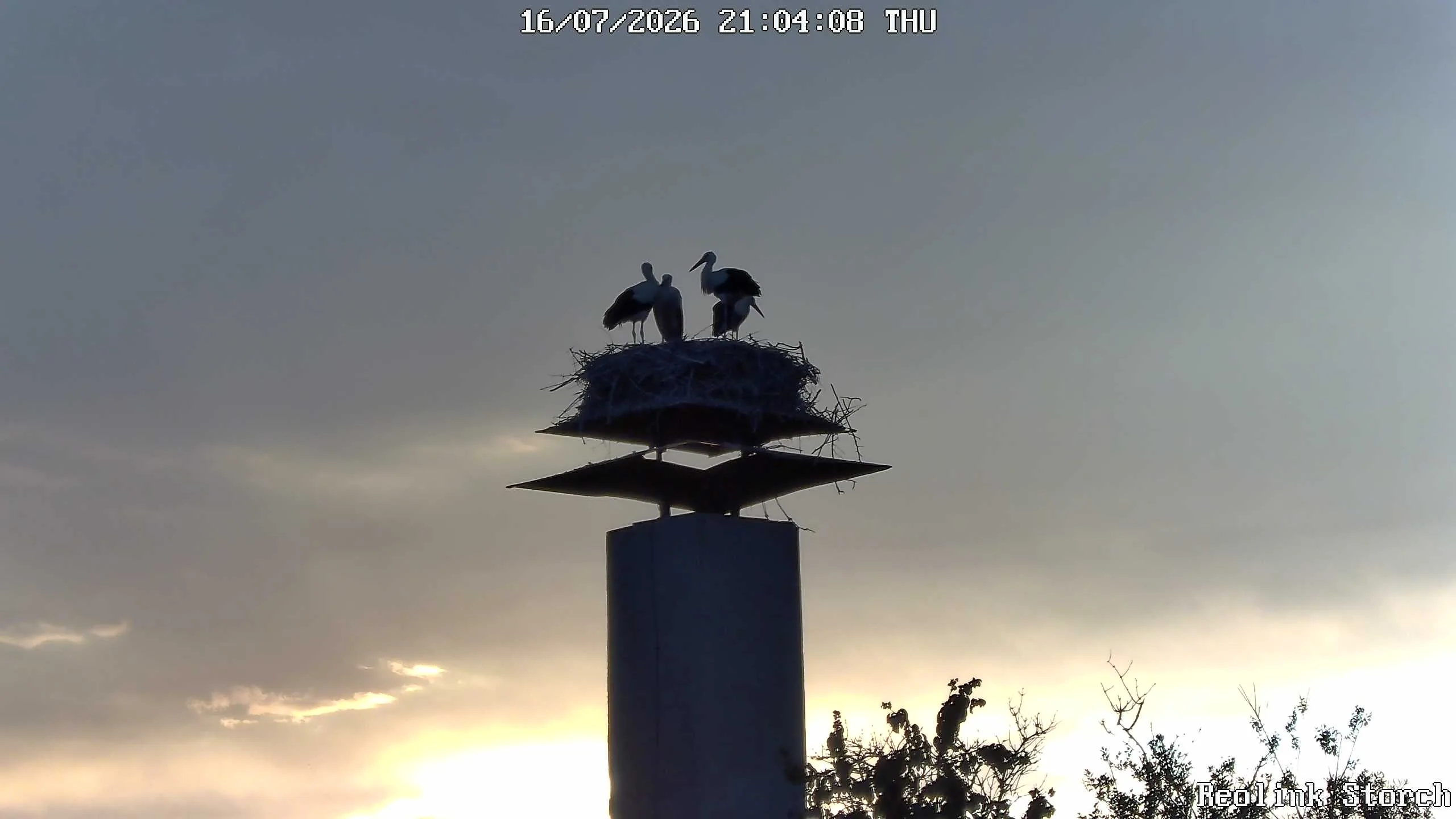 Storchencam Bild