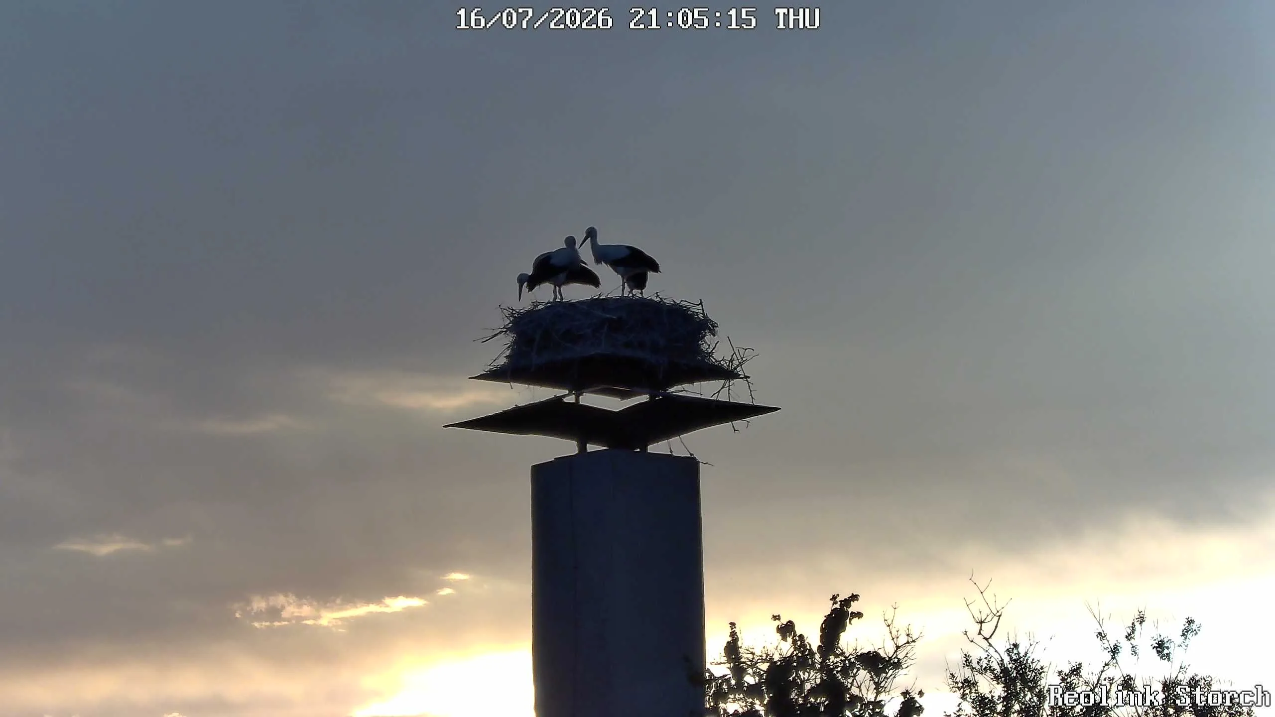 Storchencam Bild