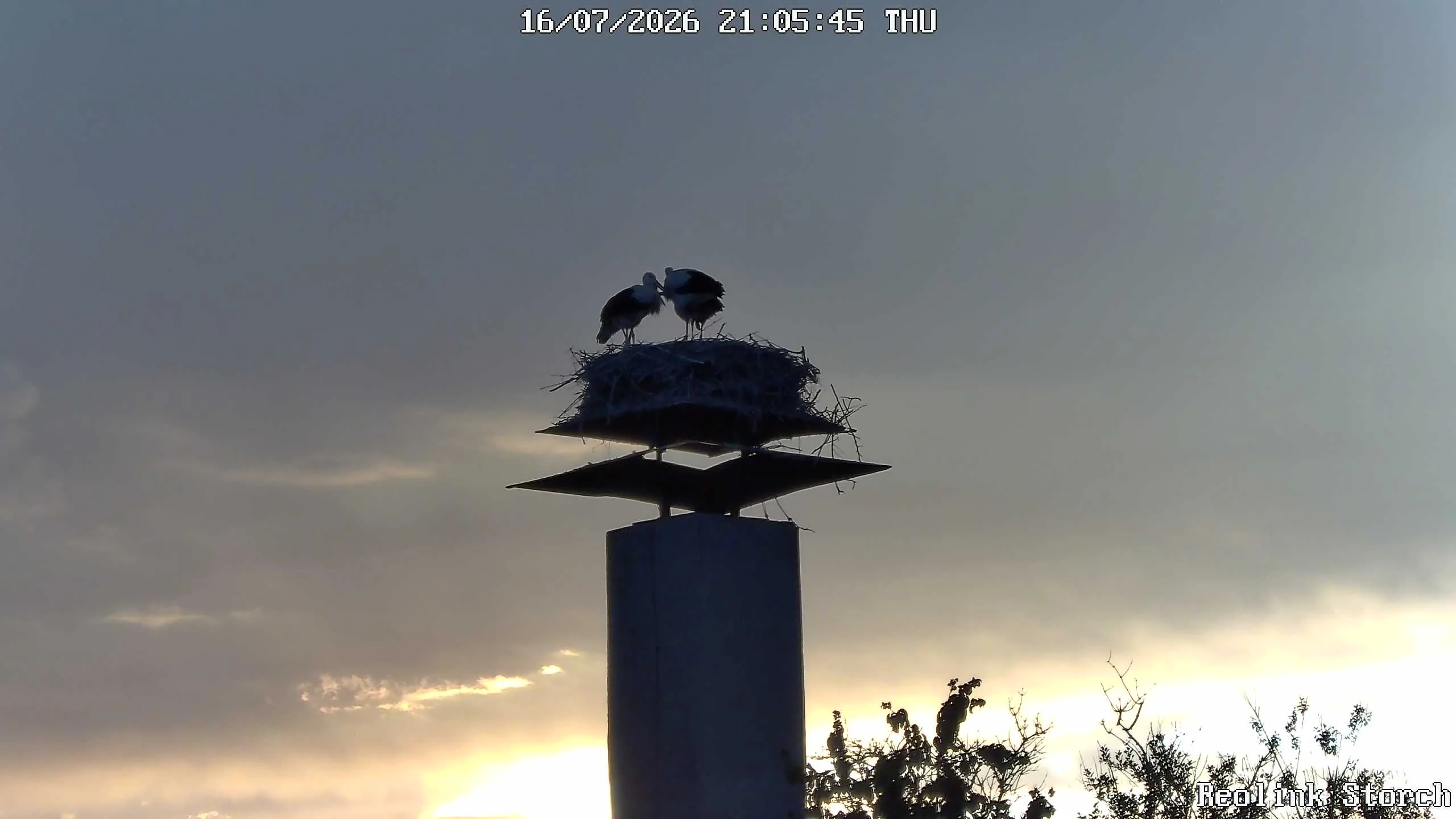 Storchencam Bild