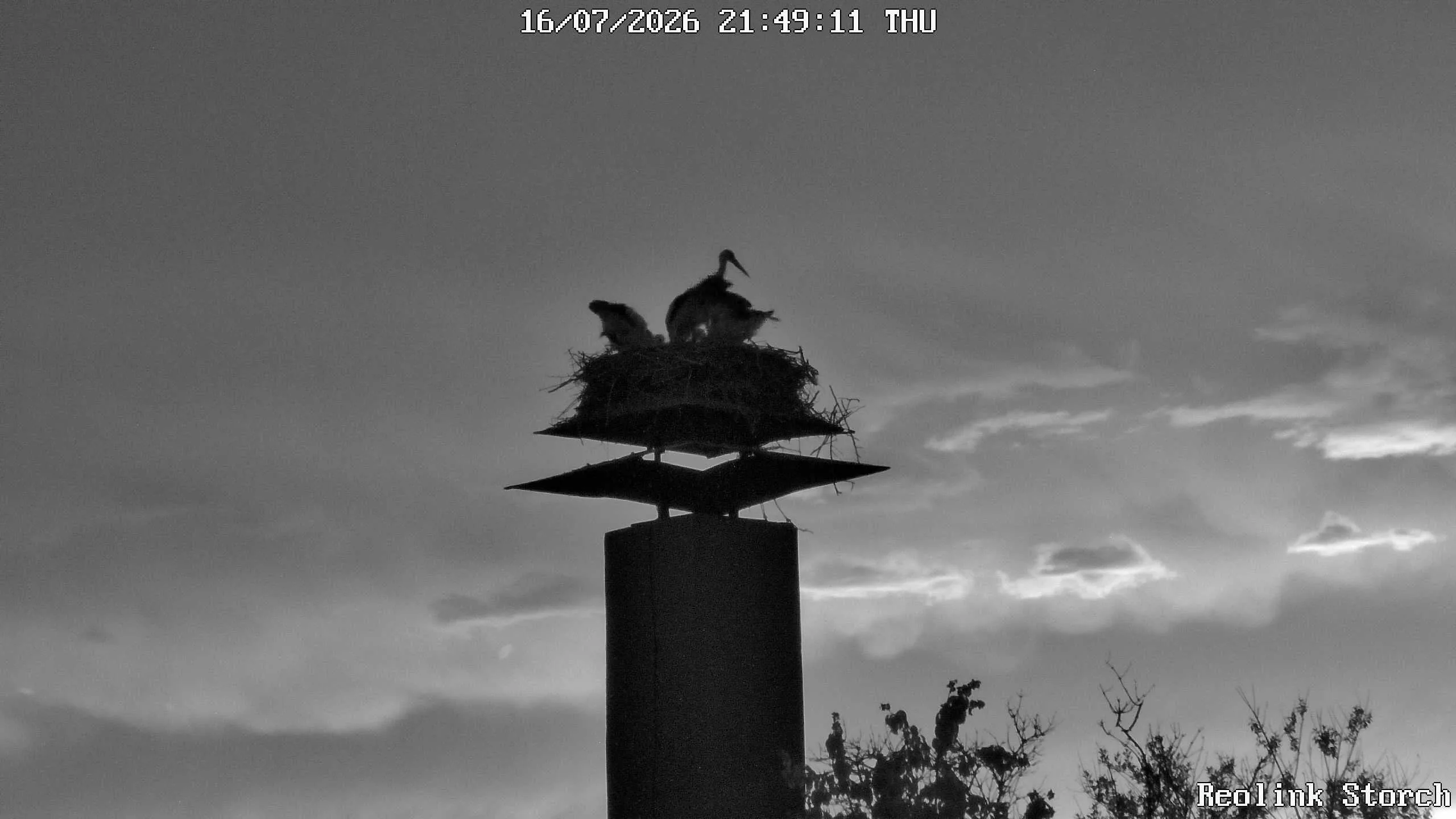 Storchencam Bild