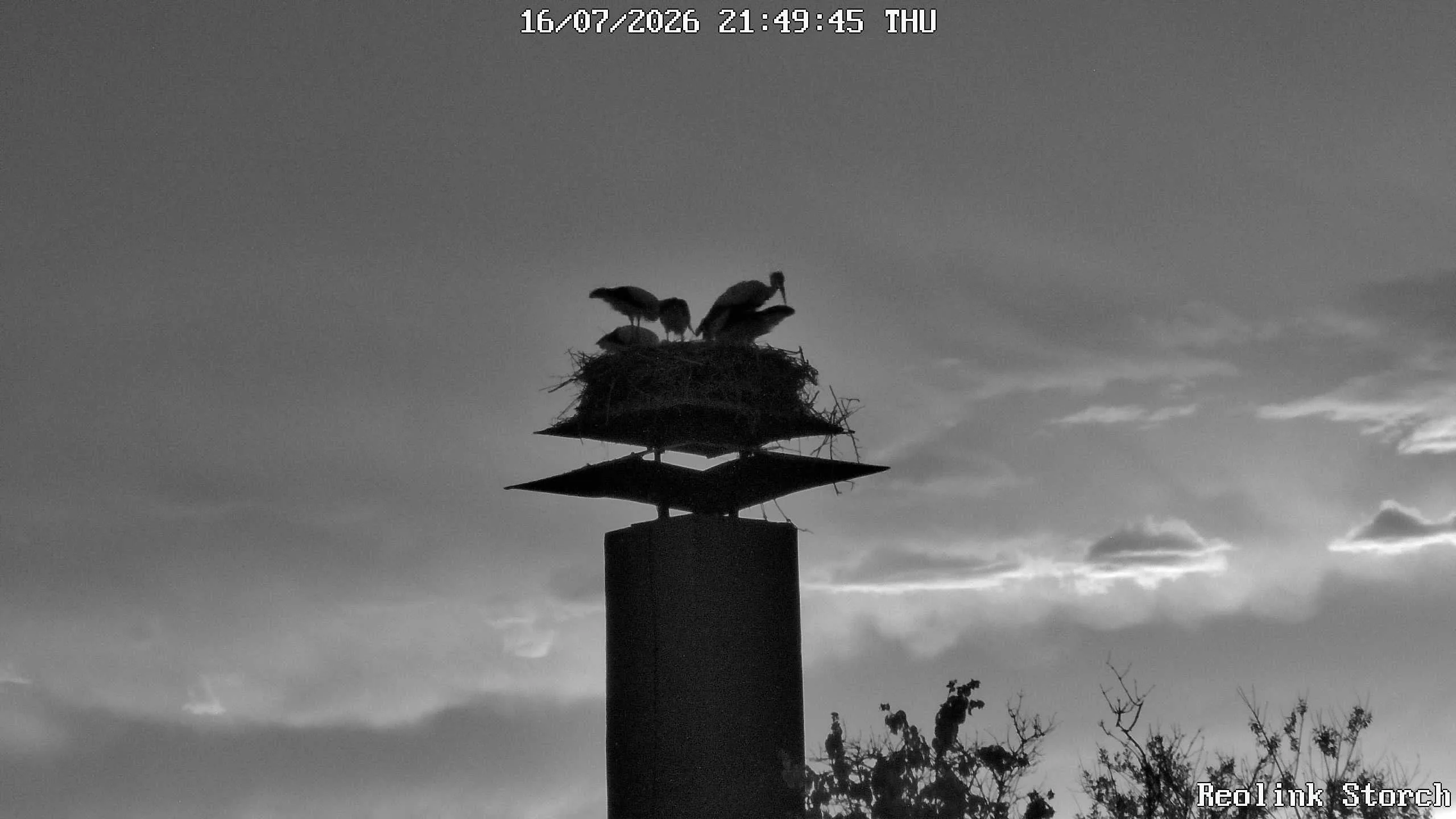 Storchencam Bild