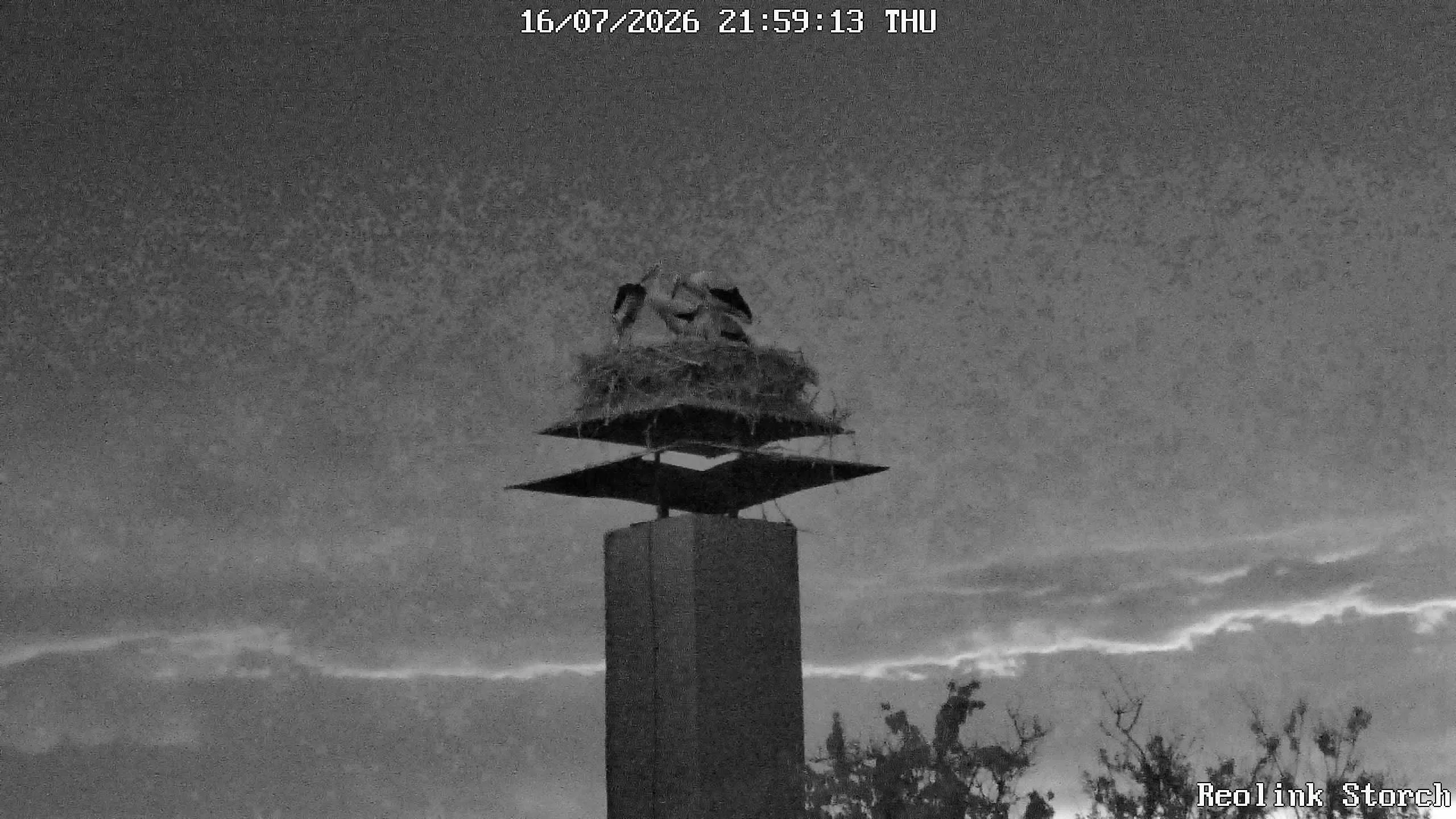 Storchencam Bild