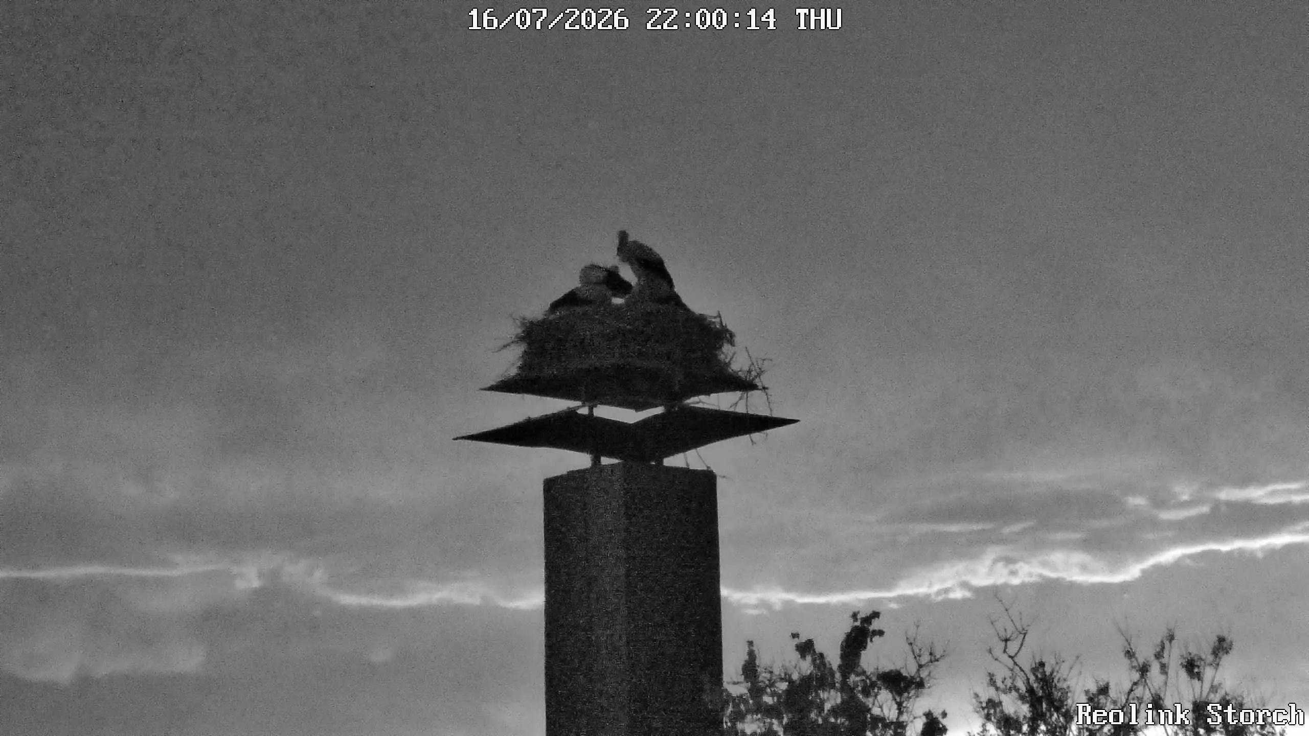 Storchencam Bild
