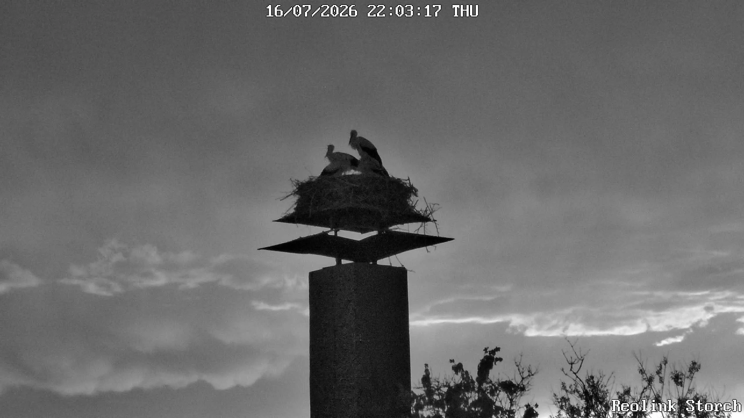 Storchencam Bild