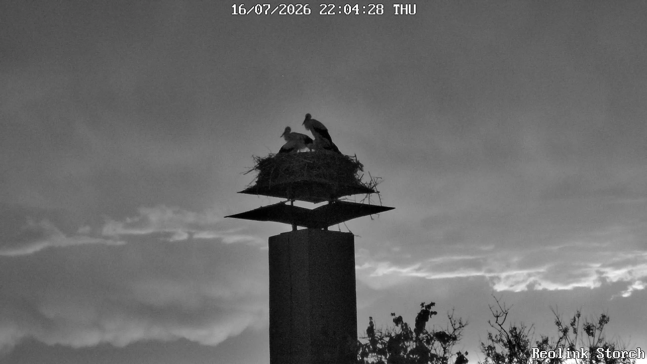 Storchencam Bild