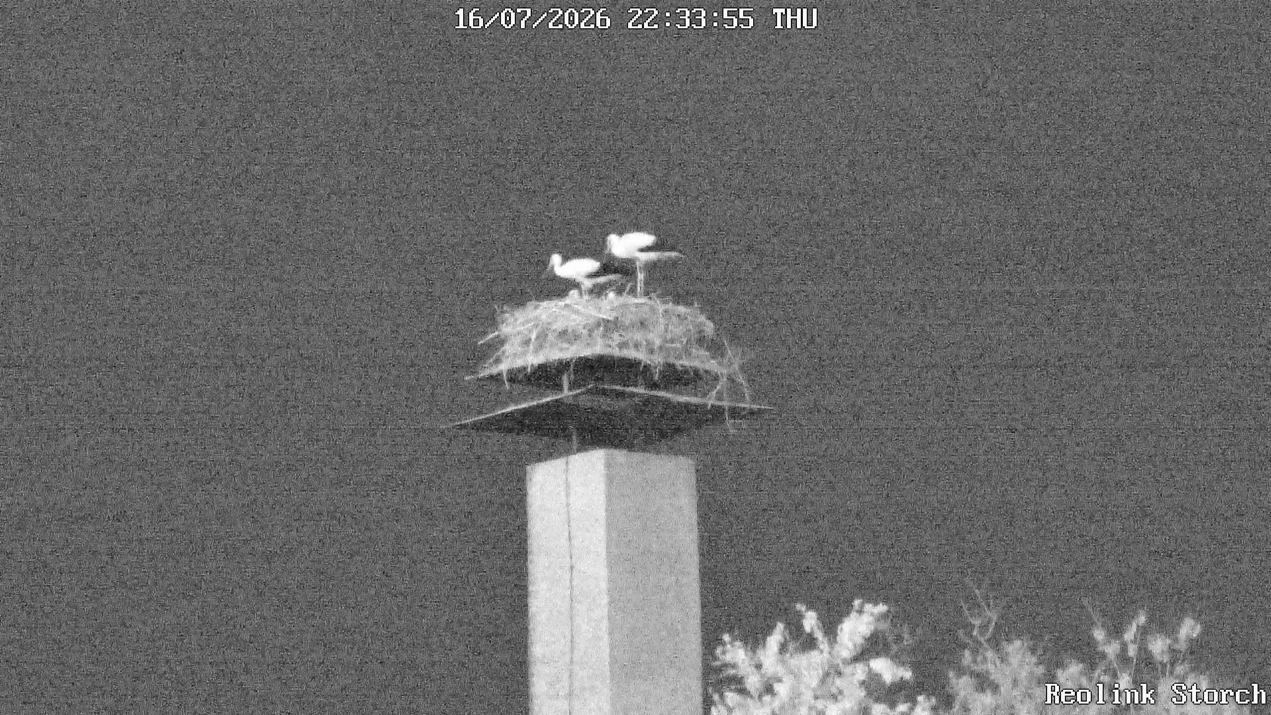 Storchencam Bild