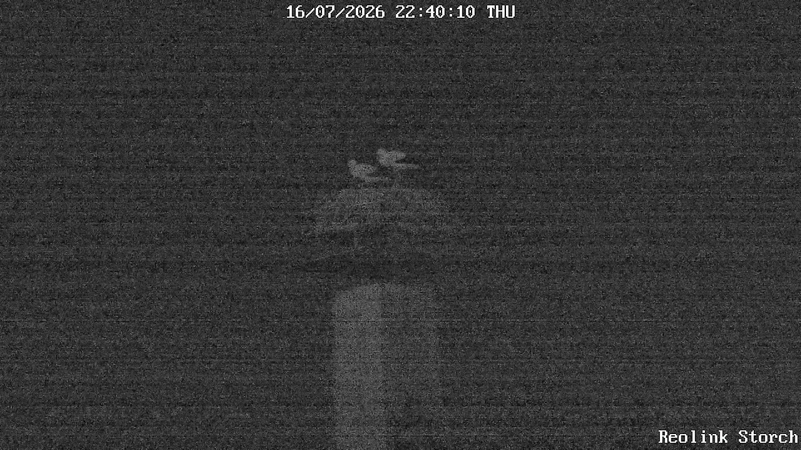 Storchencam Bild