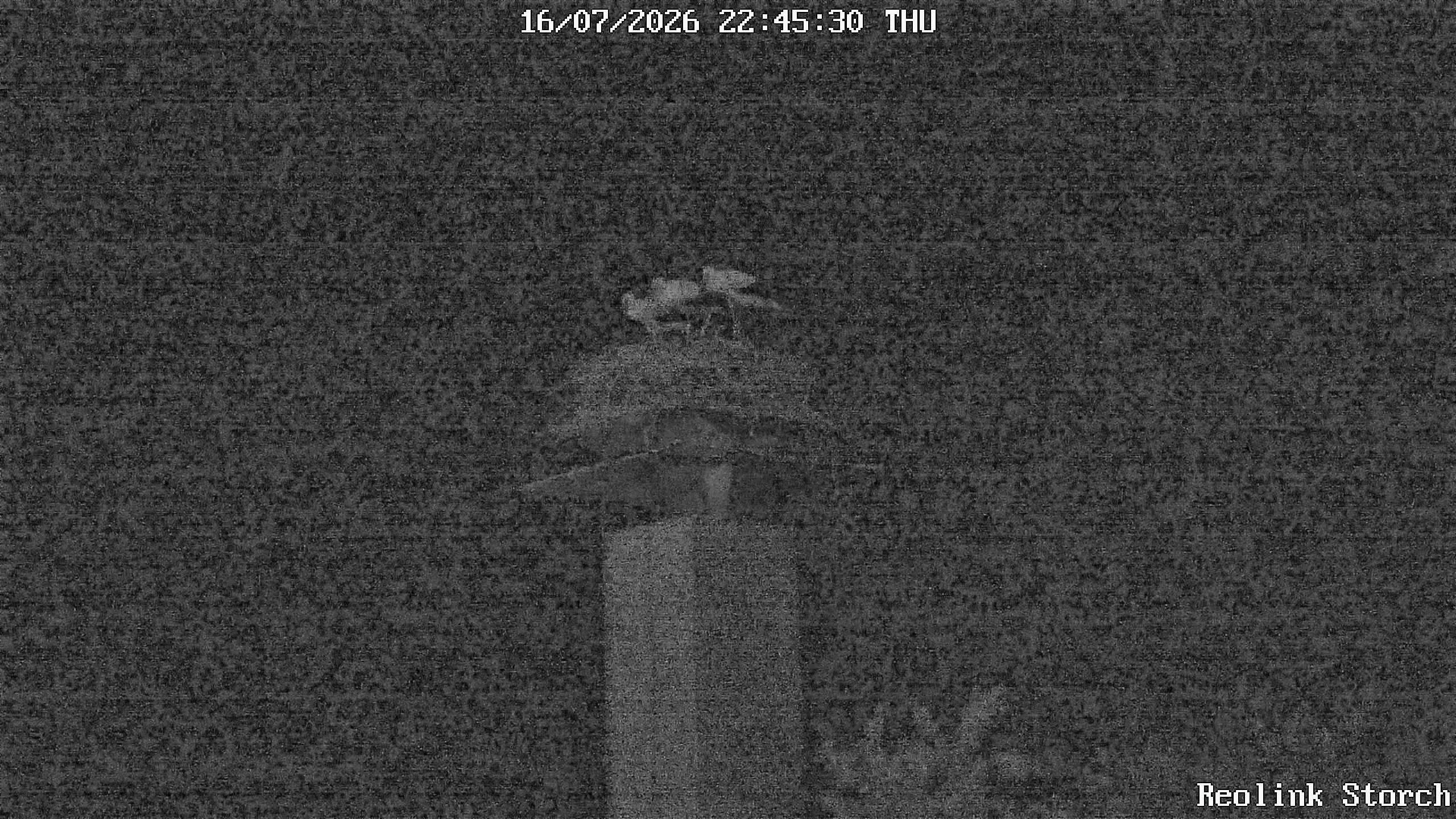 Storchencam Bild