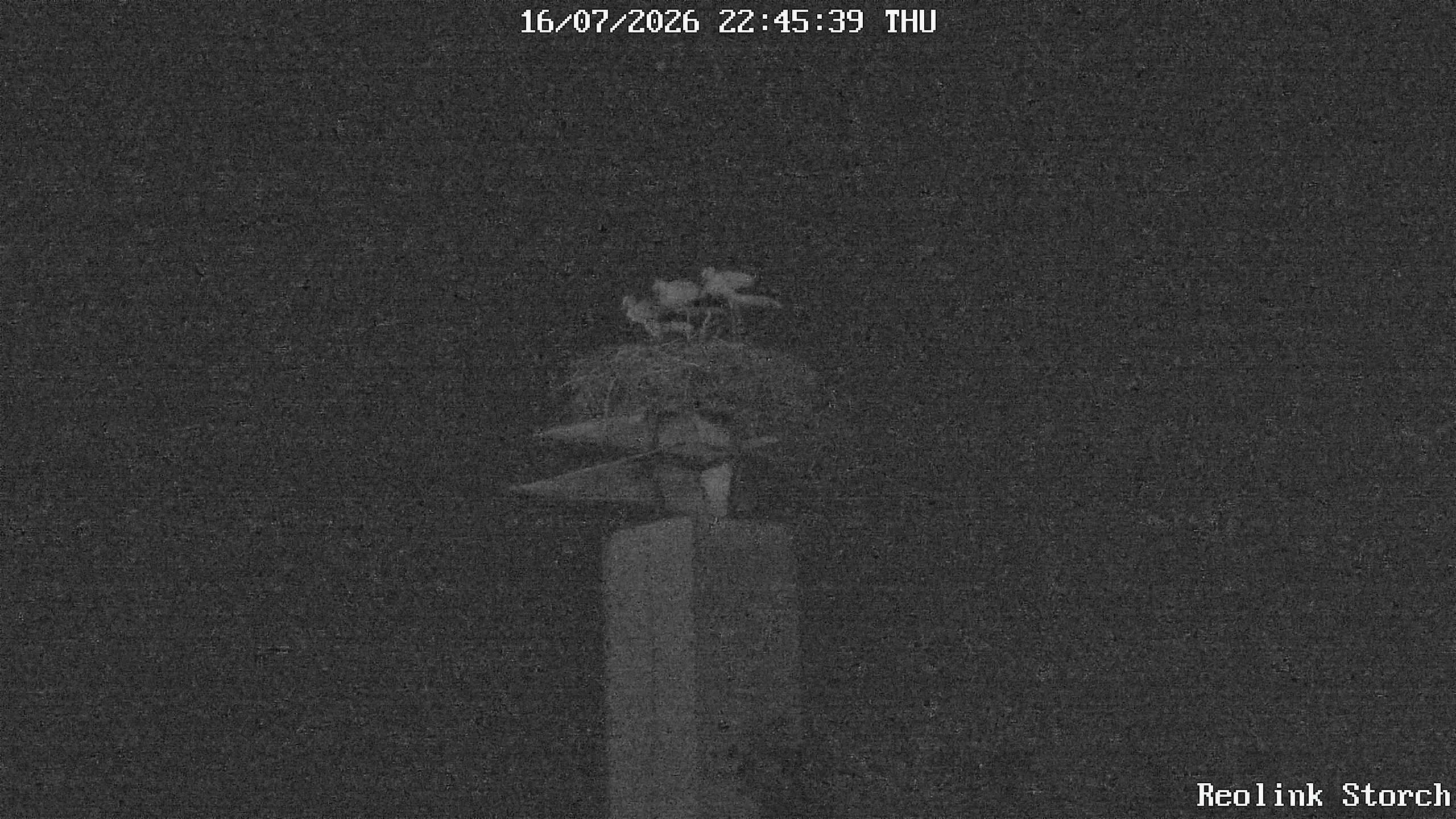Storchencam Bild