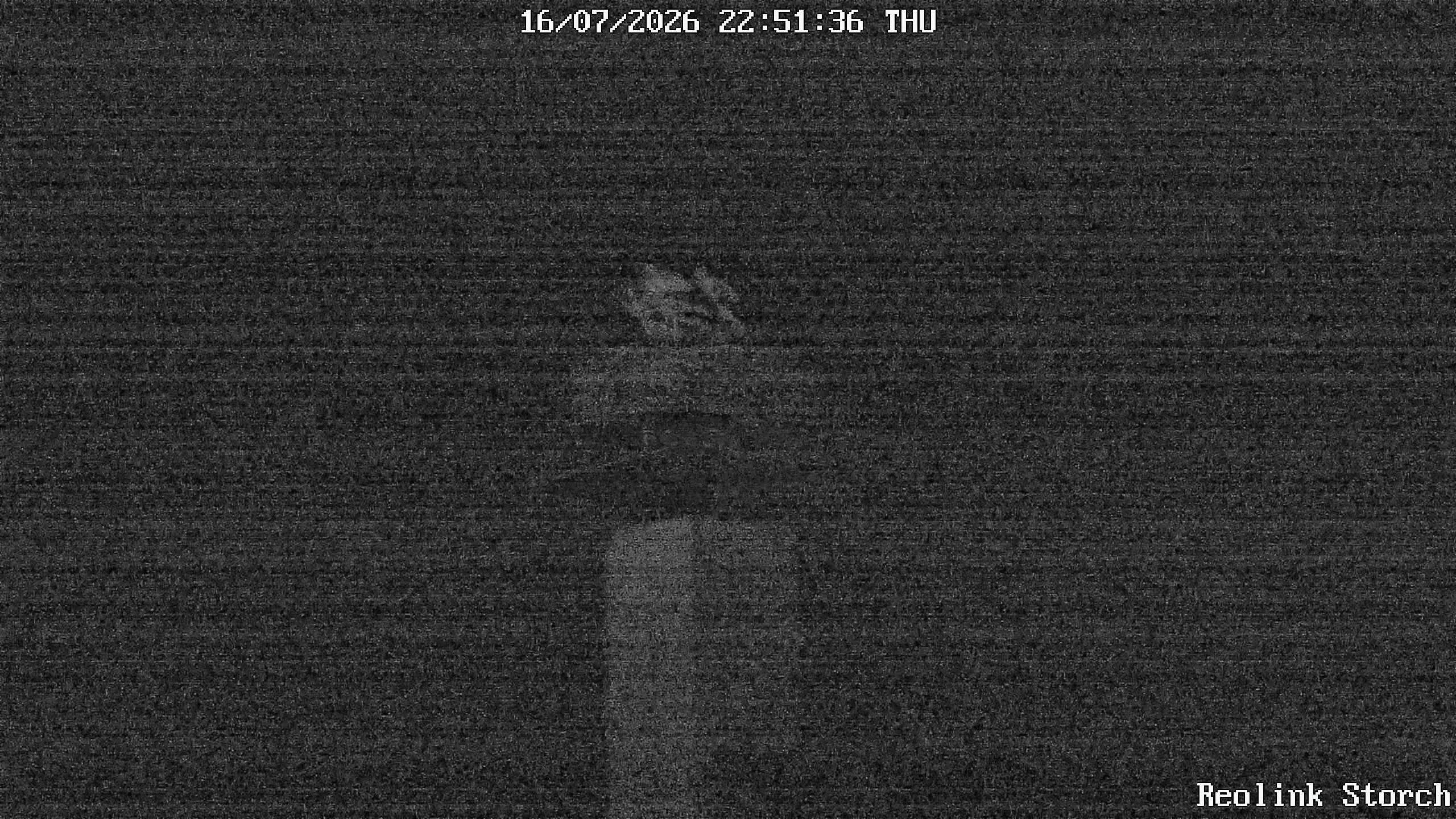 Storchencam Bild