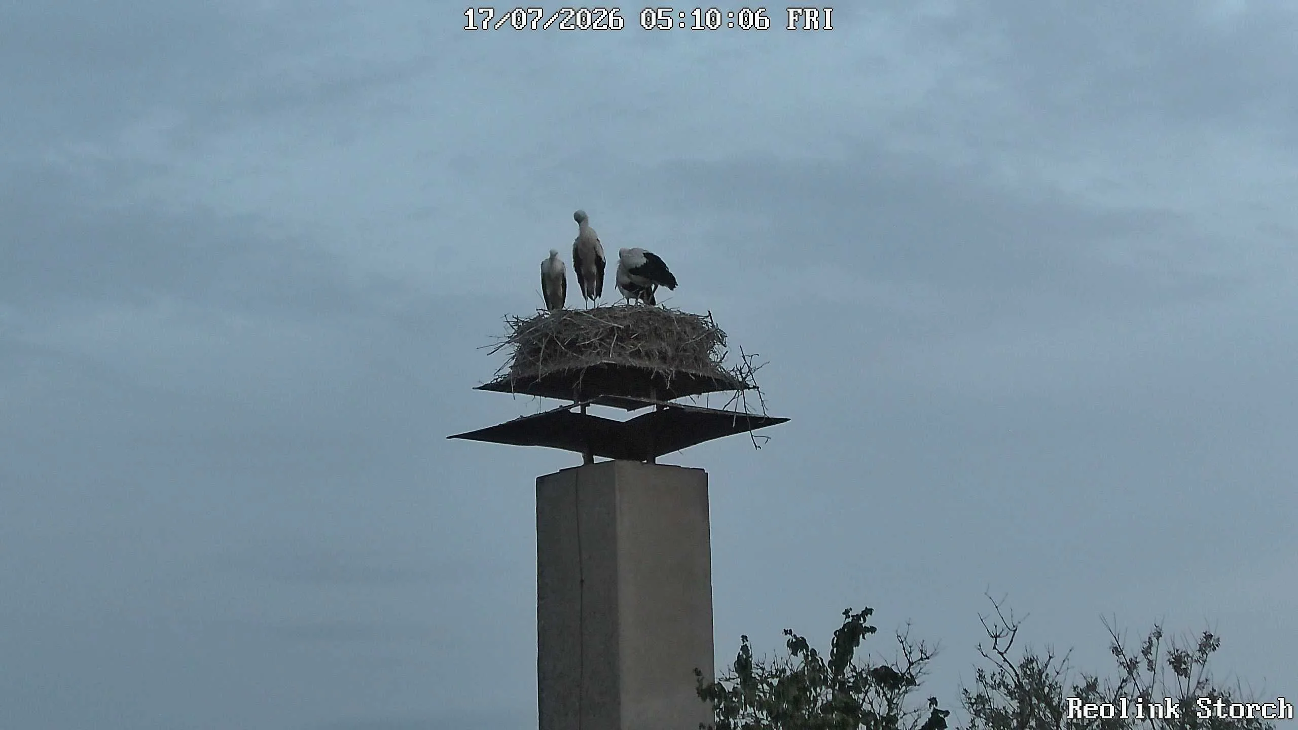 Storchencam Bild