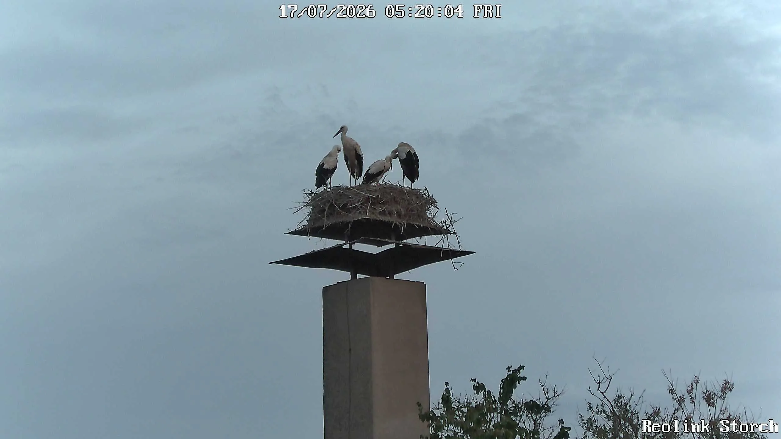 Storchencam Bild