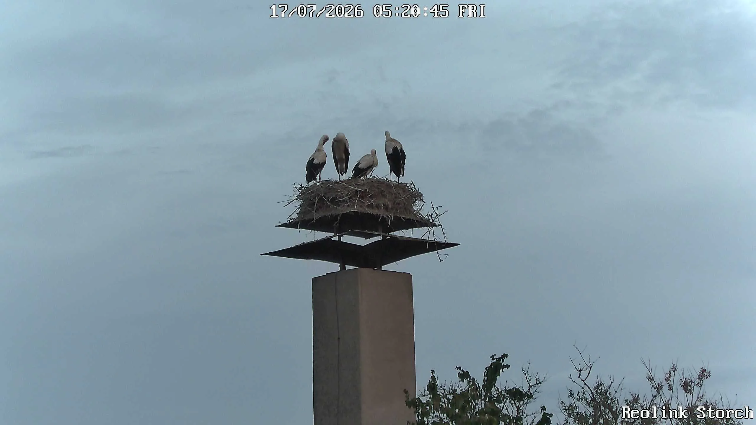 Storchencam Bild